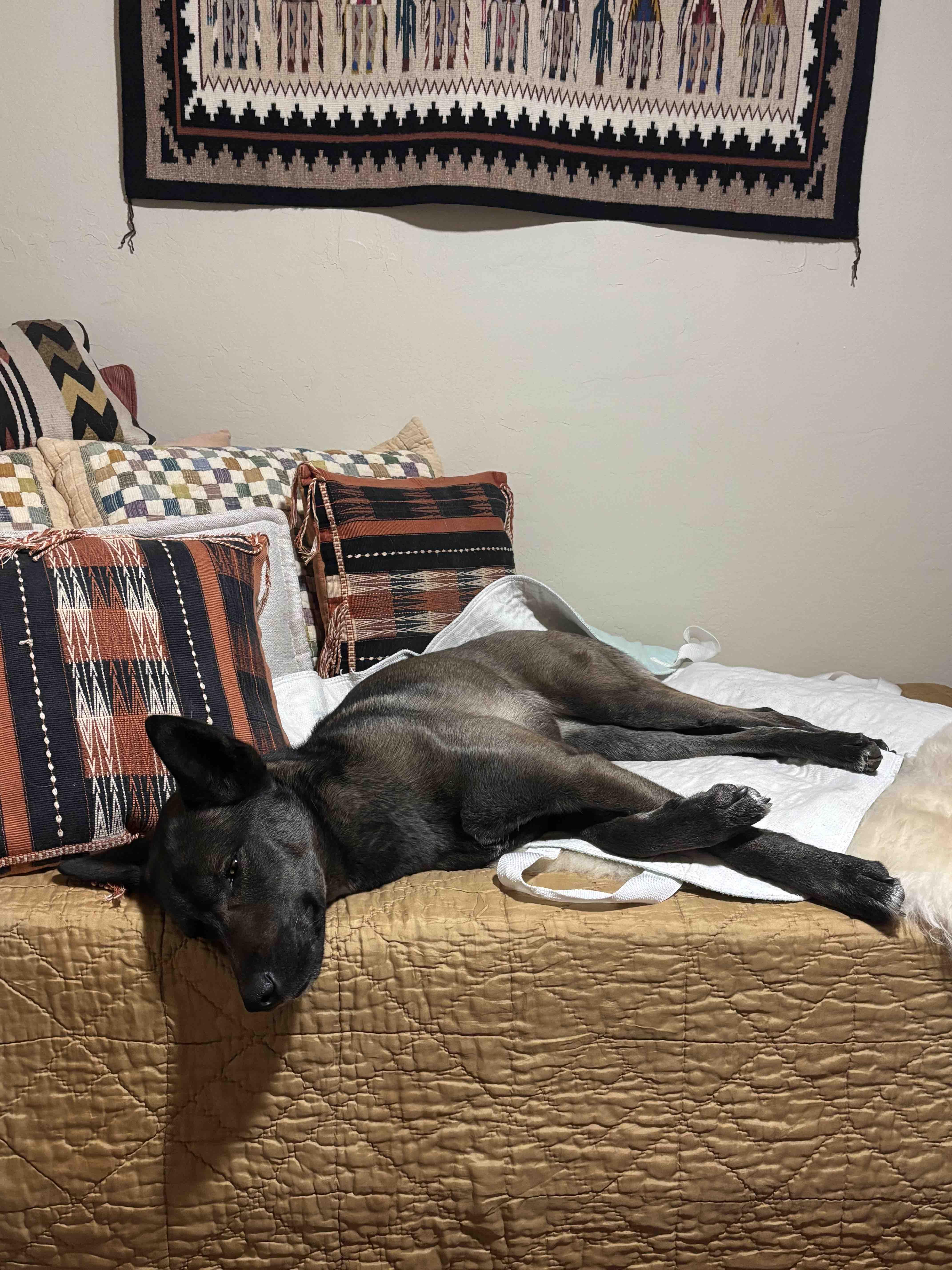 Enlarge Maya, a Adoptable Belgian Shepherd / Malinois in Vancouver, WA image 3/6