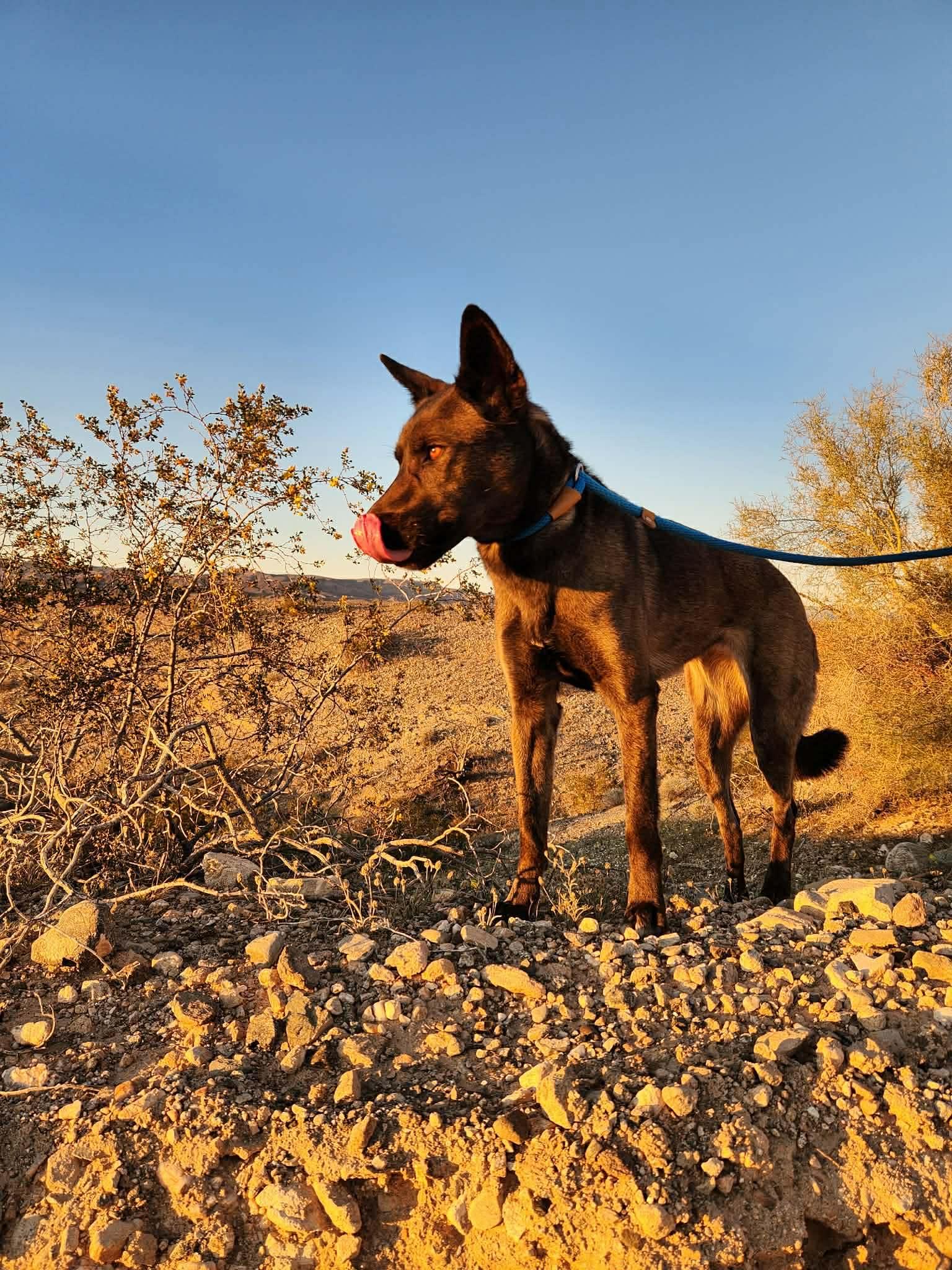 Enlarge Maya, a Adoptable Belgian Shepherd / Malinois in Vancouver, WA image 3/5