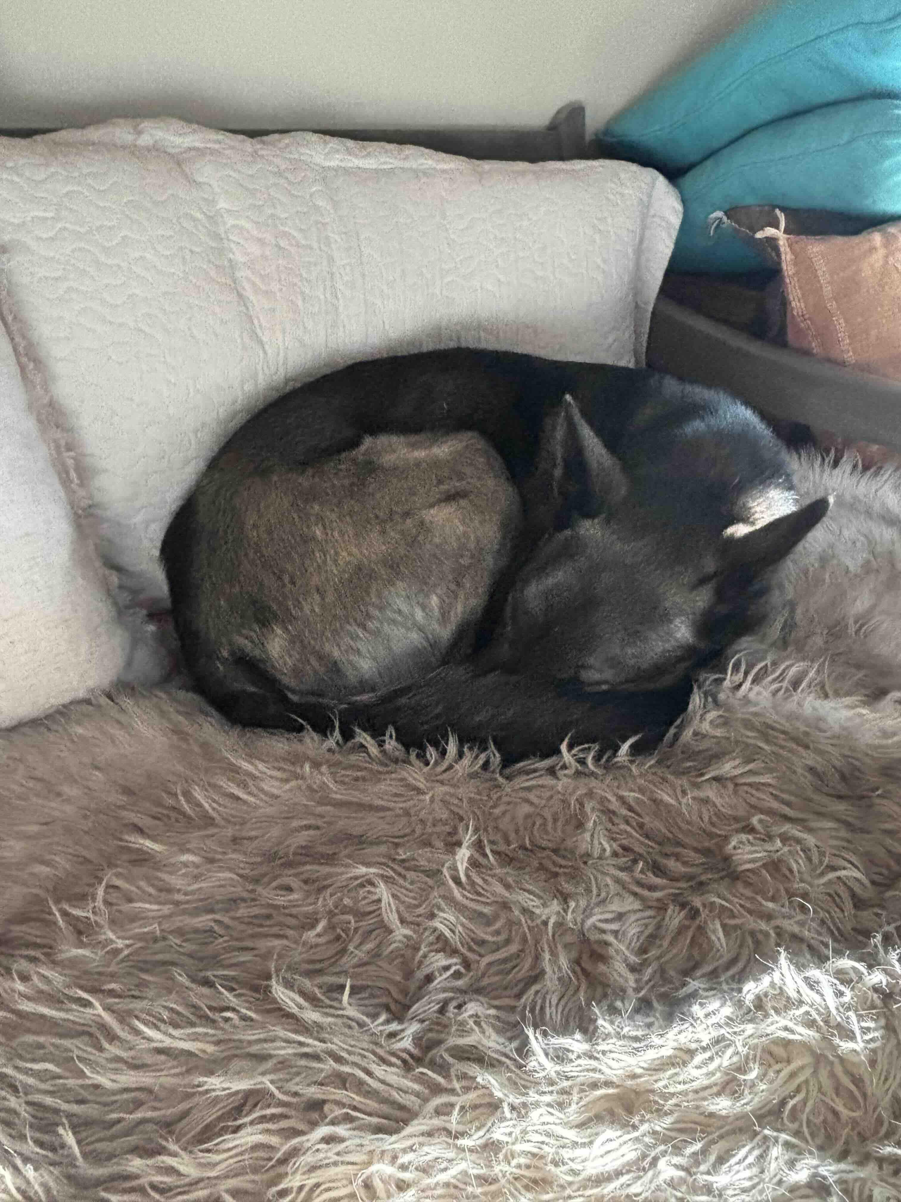 Enlarge Maya, a Adoptable Belgian Shepherd / Malinois in Vancouver, WA image 4/6