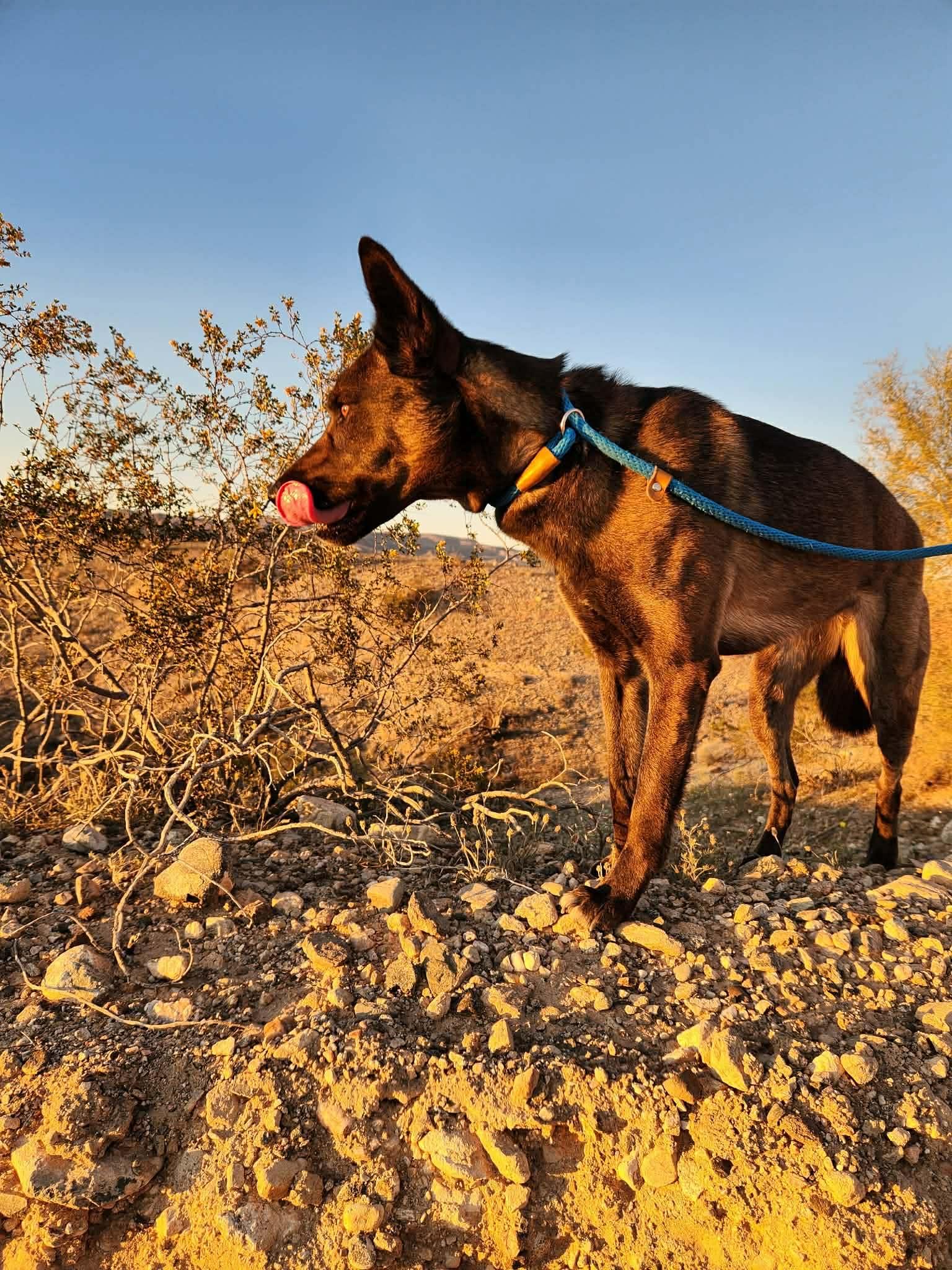 Enlarge Maya, a Adoptable Belgian Shepherd / Malinois in Vancouver, WA image 4/5