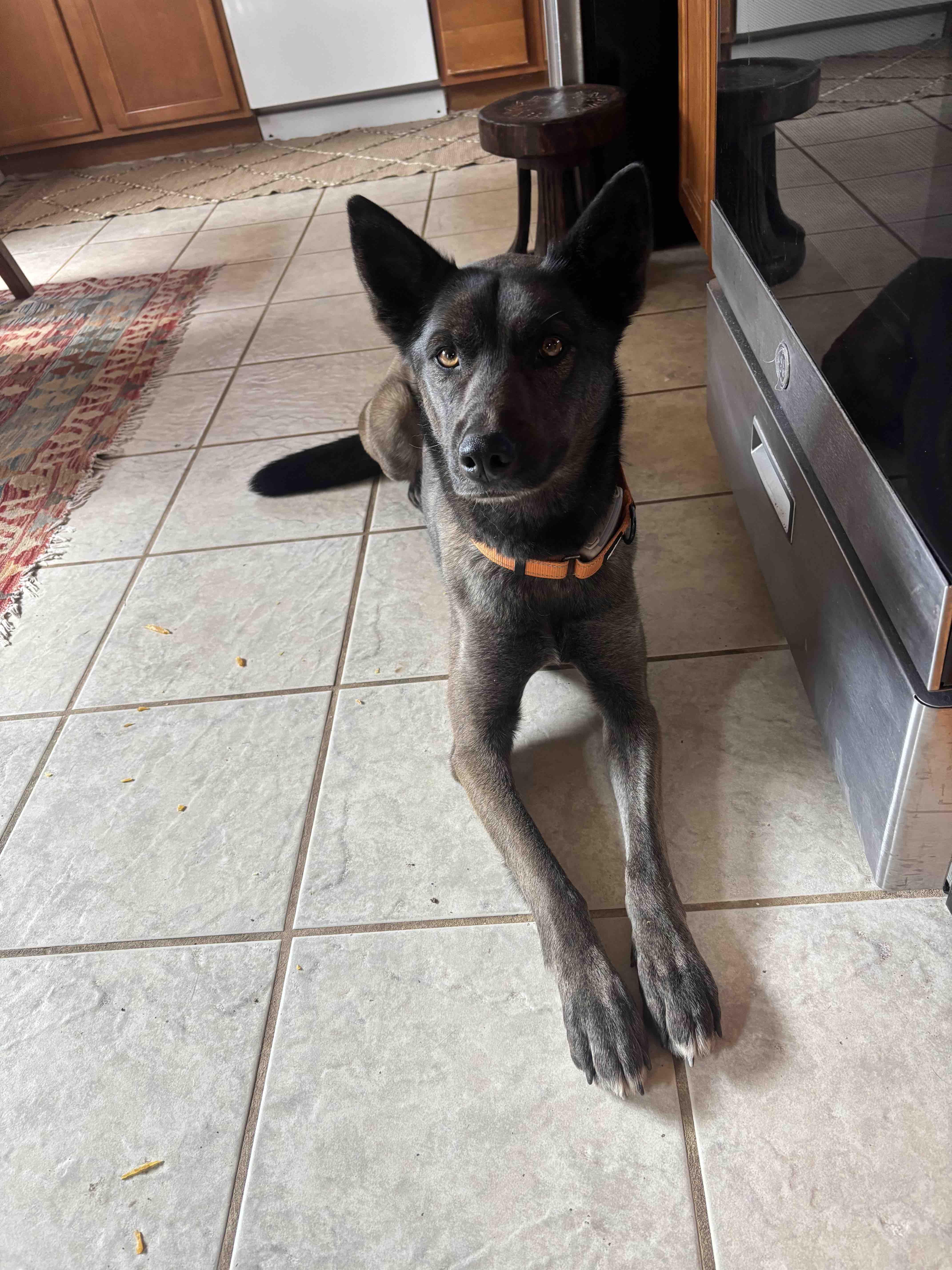 Enlarge Maya, a Adoptable Belgian Shepherd / Malinois in Vancouver, WA image 5/6