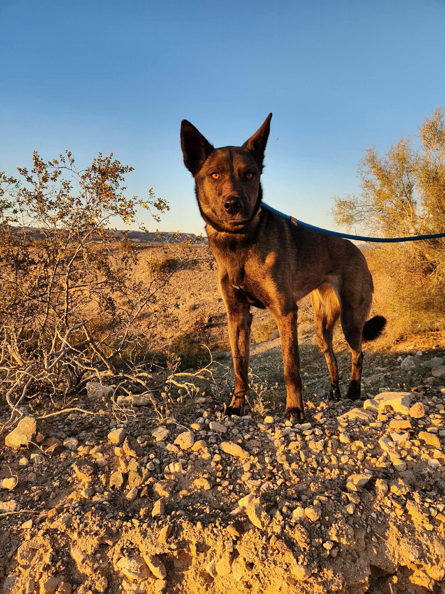 Enlarge Maya, a Adoptable Belgian Shepherd / Malinois in Vancouver, WA image 5/5