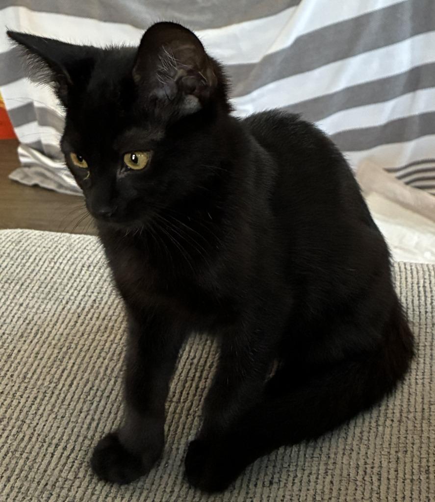 Jag, Adoptable, Kitten Male Domestic Medium Hair.