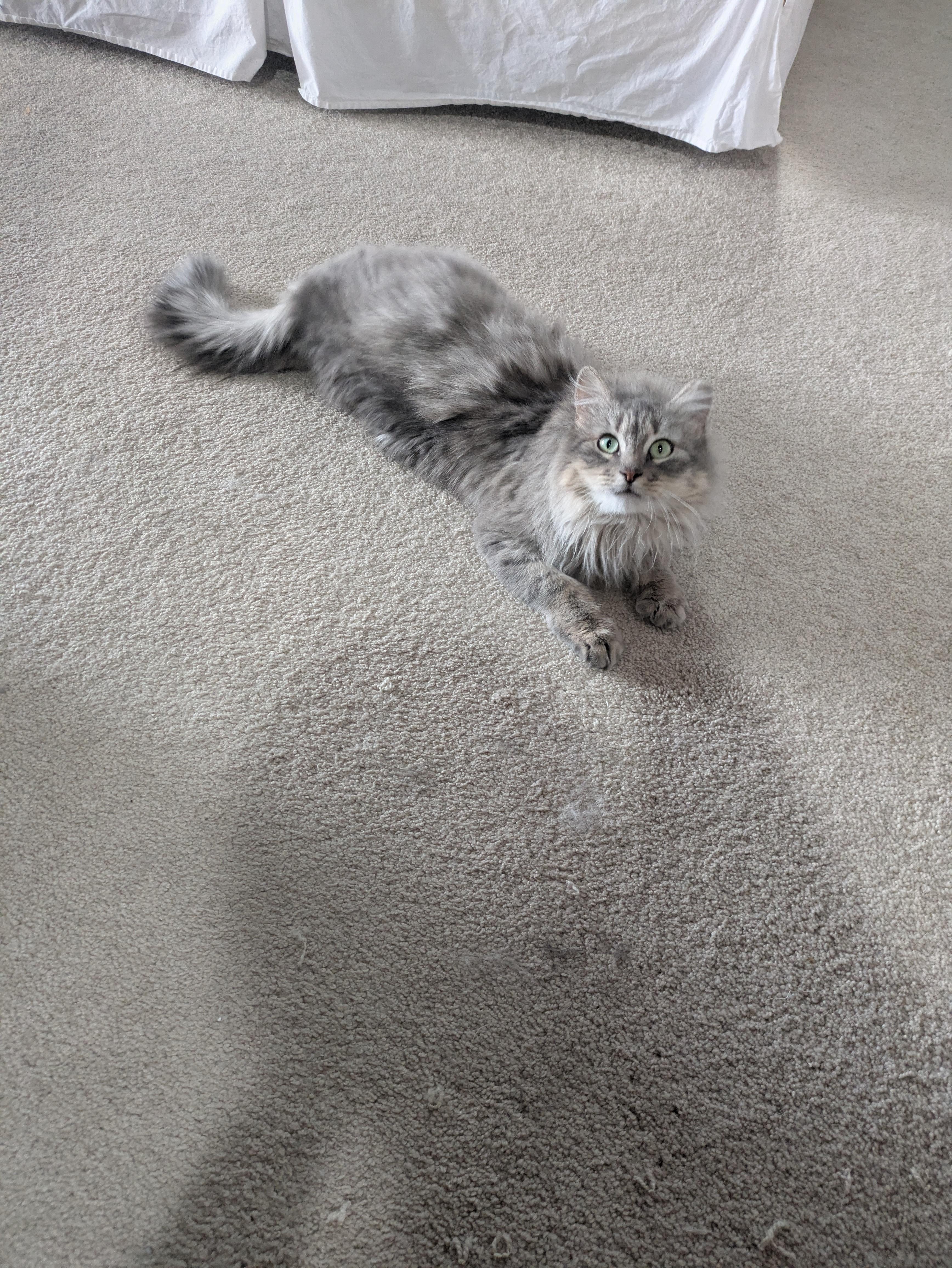 Enlarge Ashley, a ADOPTABLE Domestic Long Hair in Sonoita, AZ image 2/5
