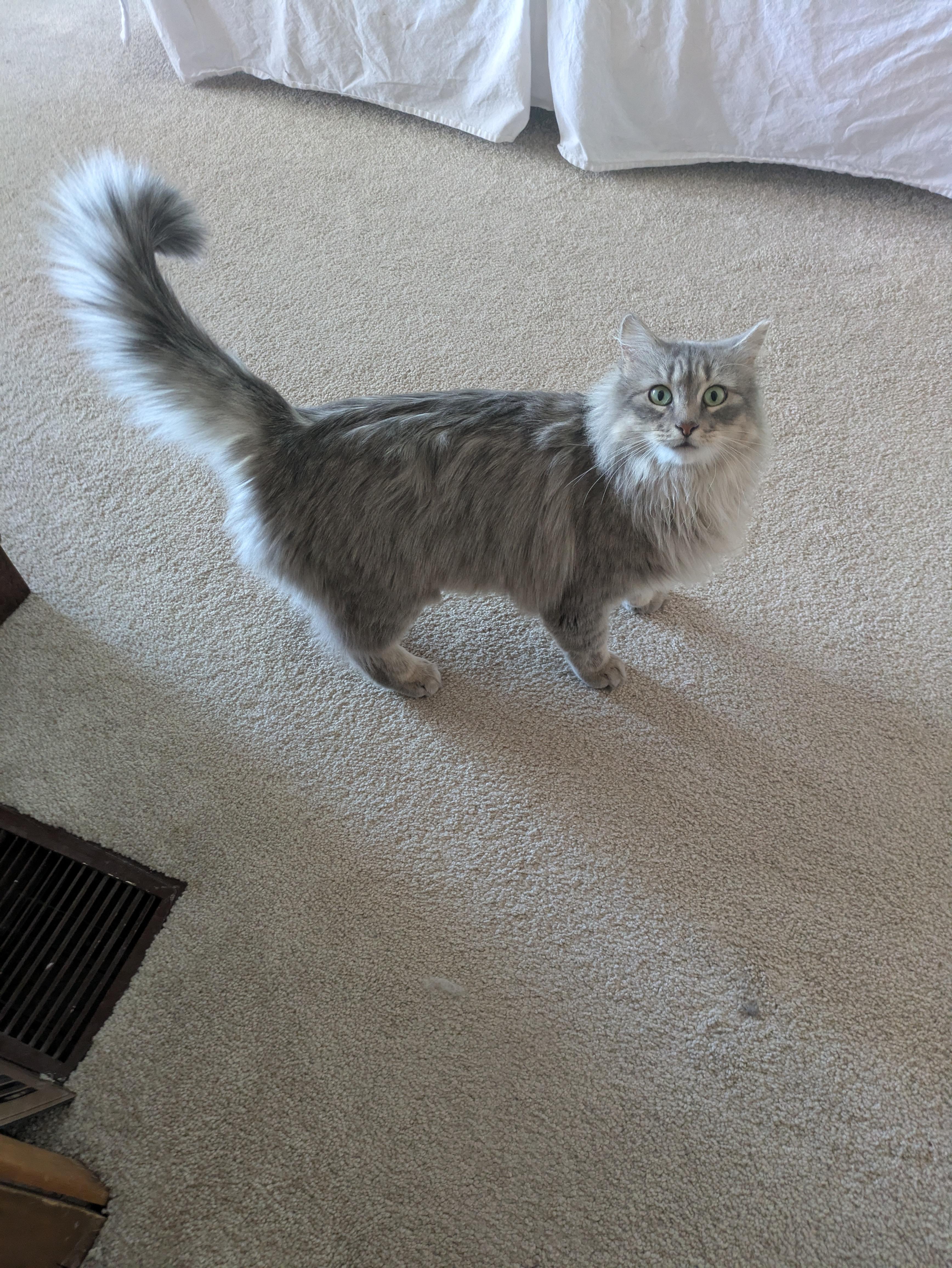 Enlarge Ashley, a ADOPTABLE Domestic Long Hair in Sonoita, AZ image 3/5