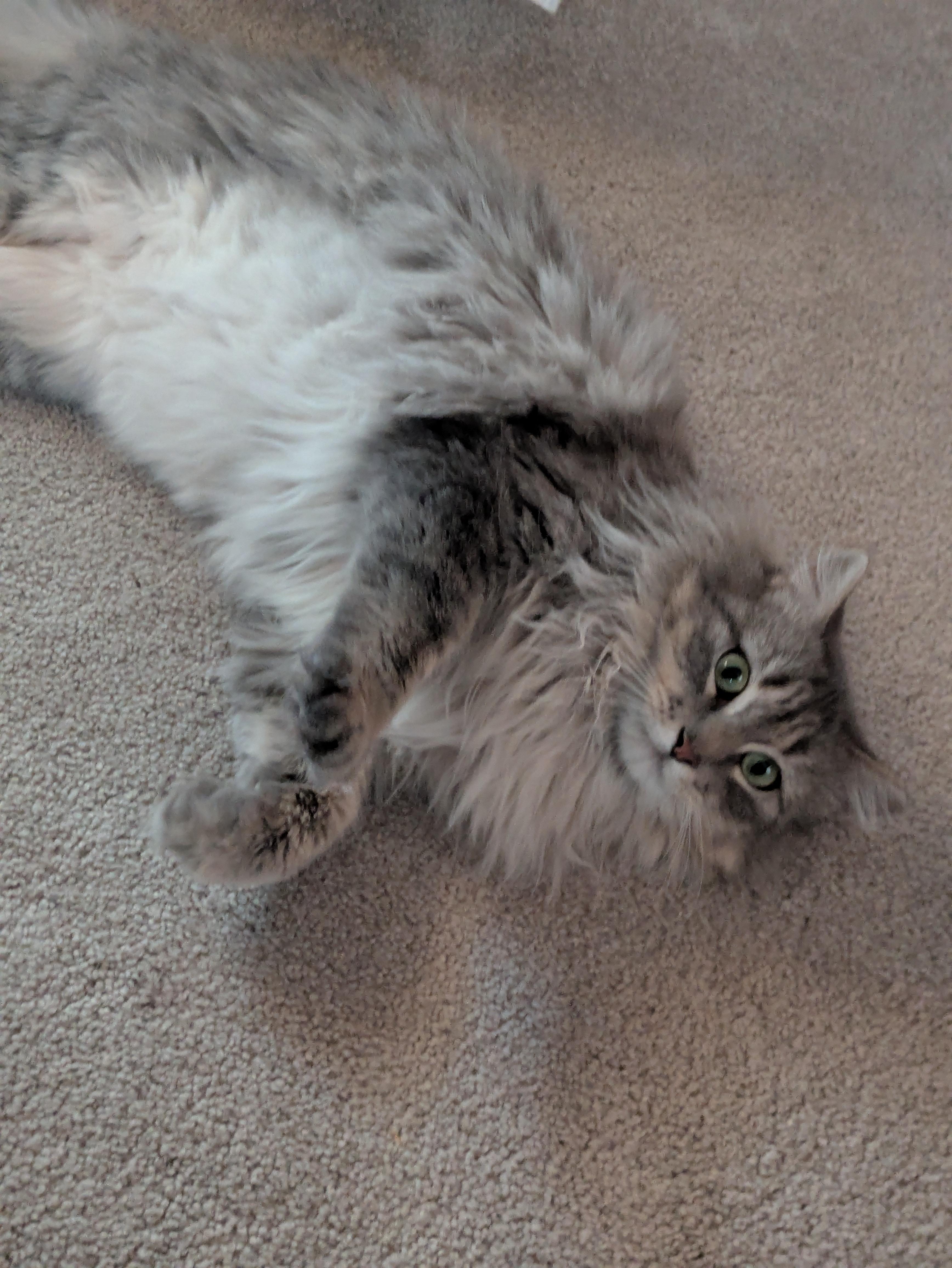 Enlarge Ashley, a ADOPTABLE Domestic Long Hair in Sonoita, AZ image 1/5