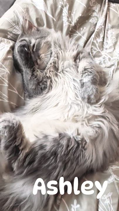 Enlarge Ashley, a Adoptable Domestic Long Hair in Sonoita, AZ video 6/6