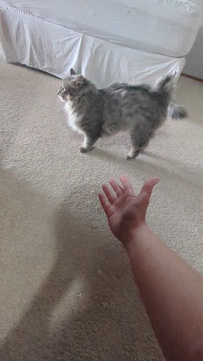 Enlarge Ashley, a ADOPTABLE Domestic Long Hair in Sonoita, AZ video 4/5