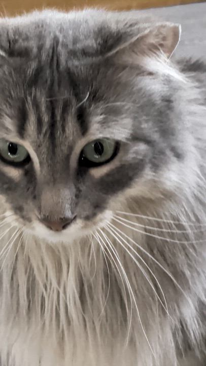 Enlarge Ashley, a ADOPTABLE Domestic Long Hair in Sonoita, AZ video 5/5