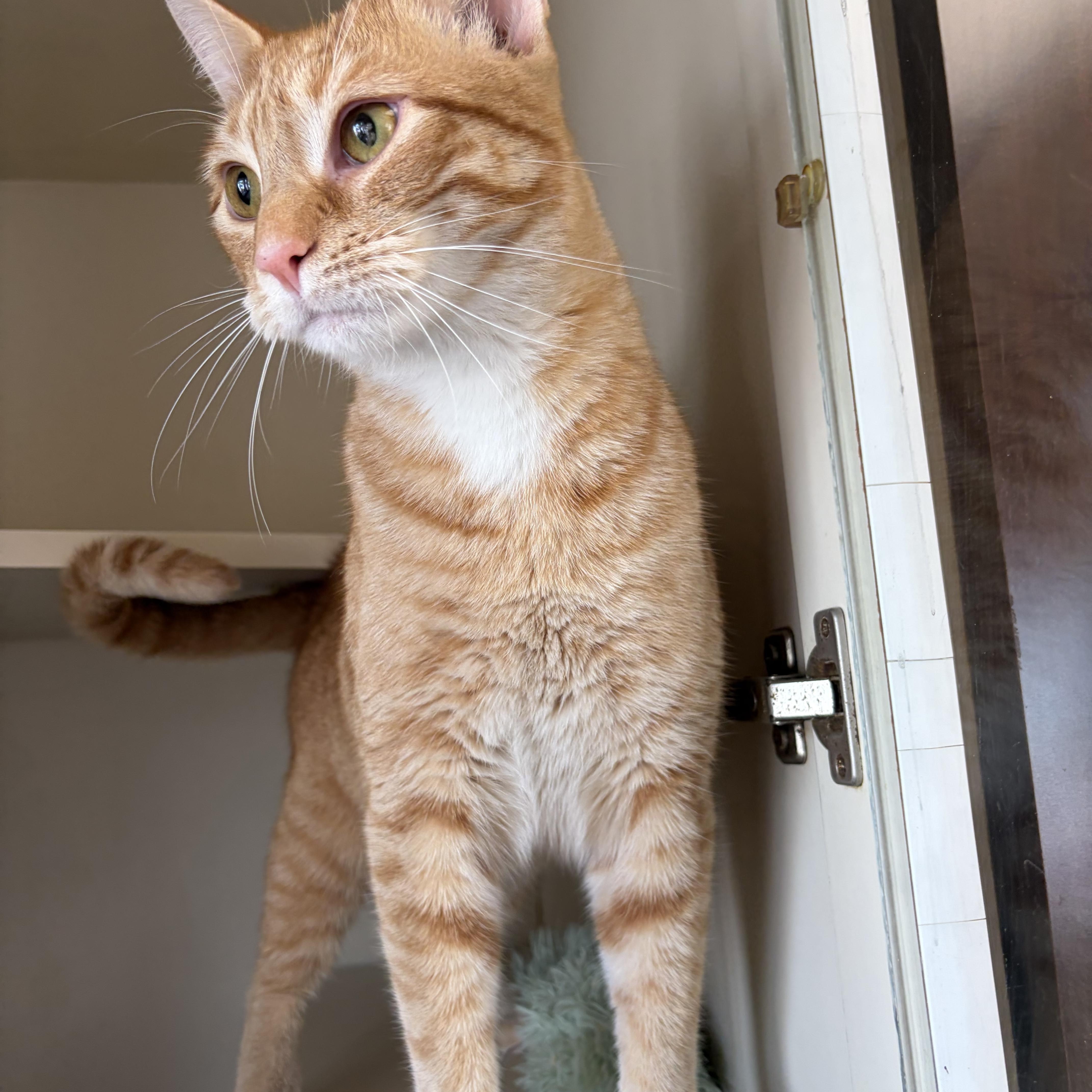 Dodger, a ADOPTABLE Domestic Short Hair in Somerset, NJ image 2/2