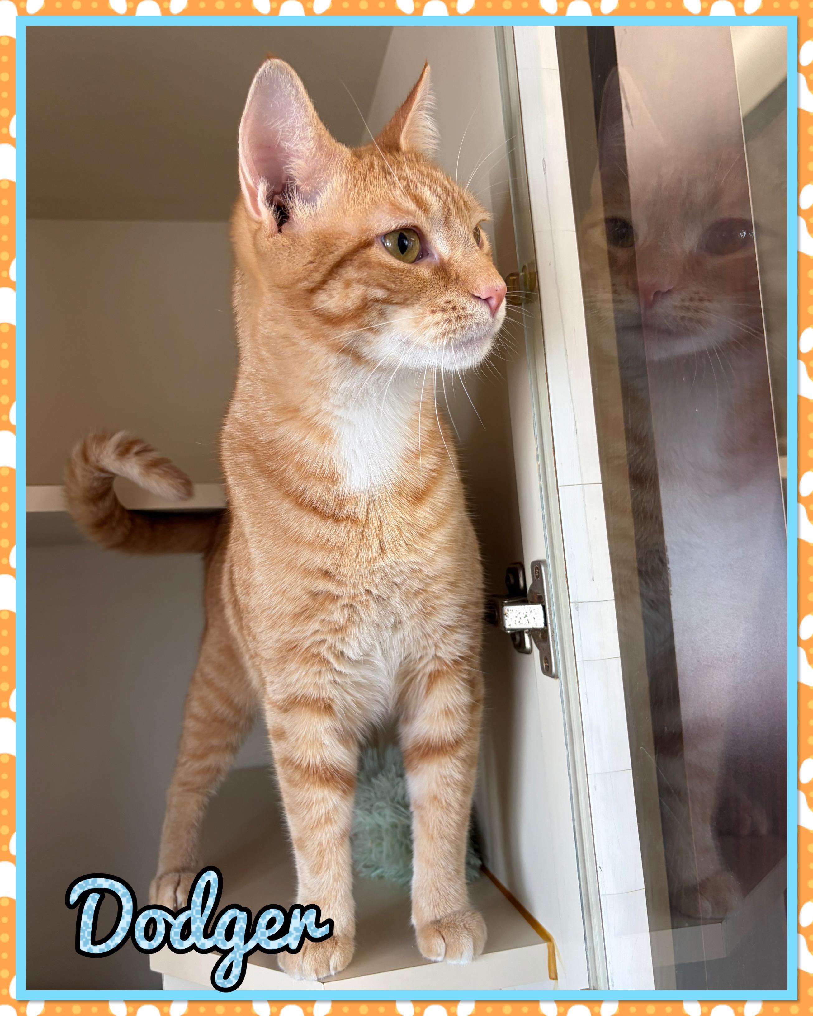 Dodger, ADOPTABLE, Adult Male Domestic Short Hair.