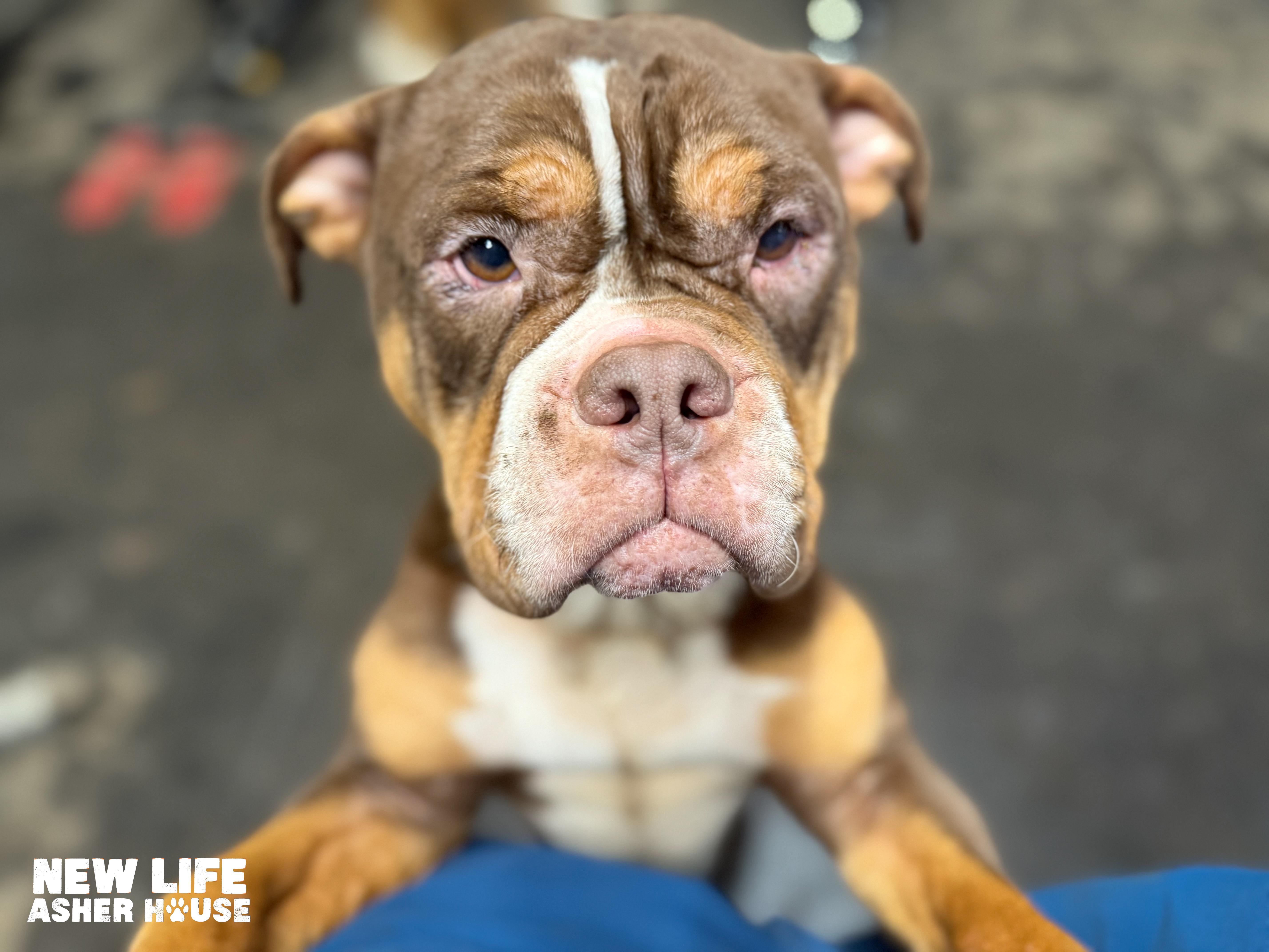 Martha, Adoptable, Adult Female English Bulldog.