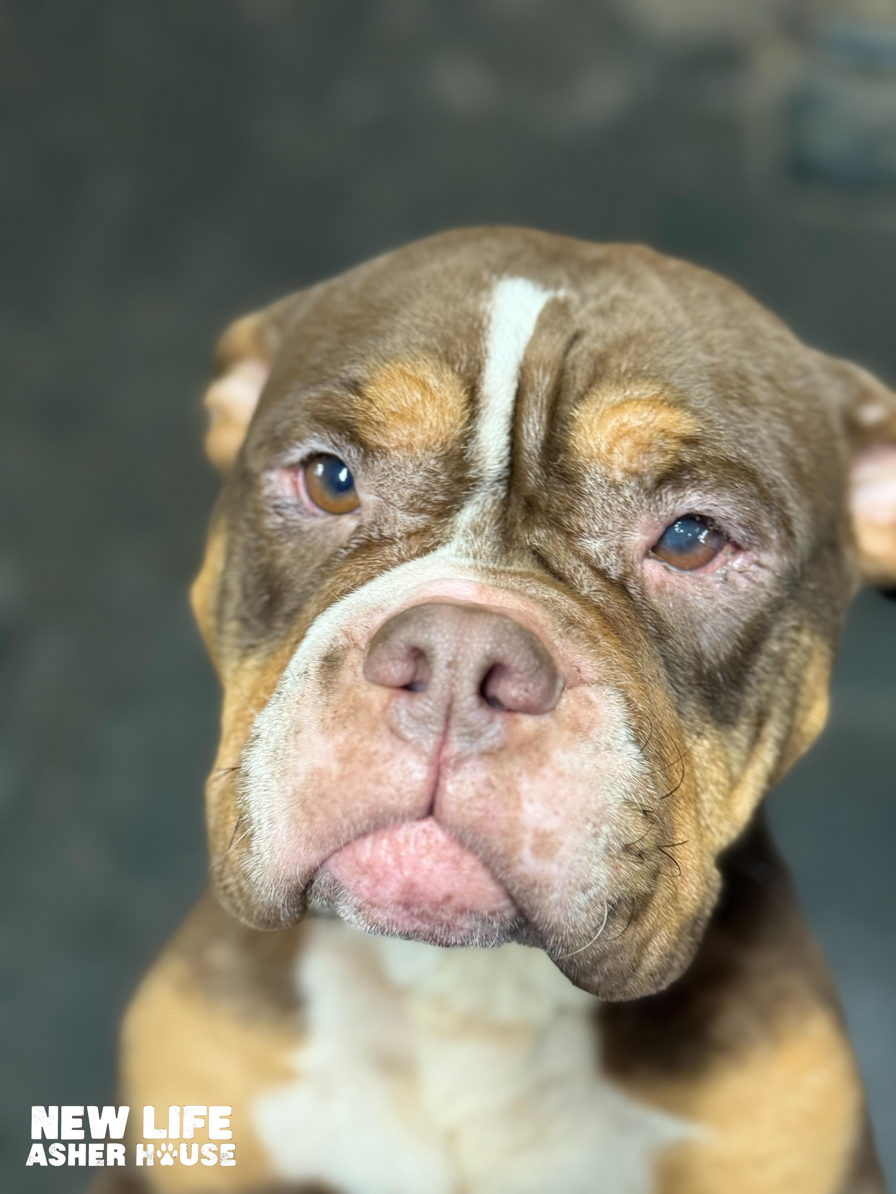 Enlarge Martha, a Adoptable English Bulldog in Portland, OR image 2/5