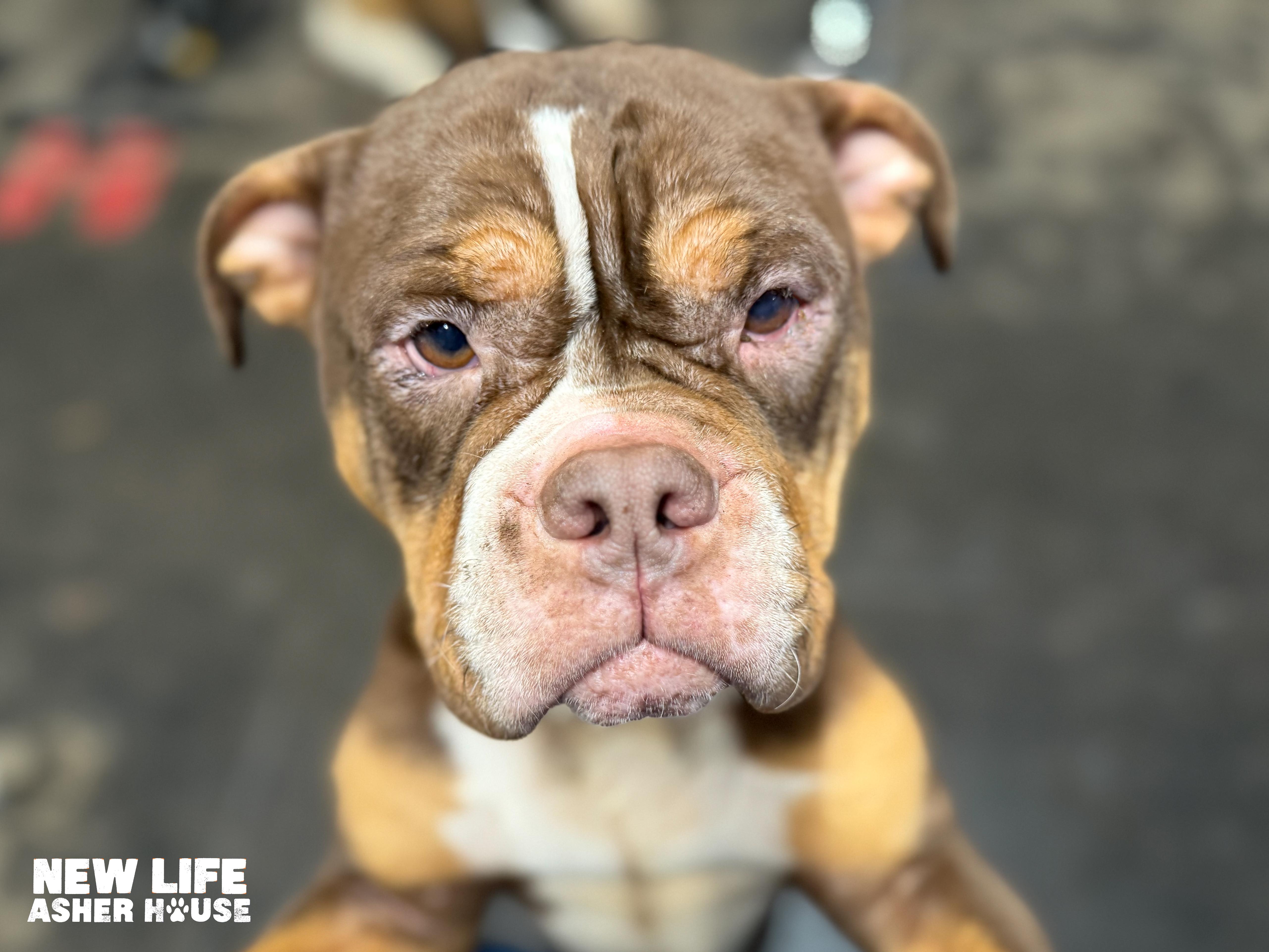 Enlarge Martha, a Adoptable English Bulldog in Portland, OR image 4/5