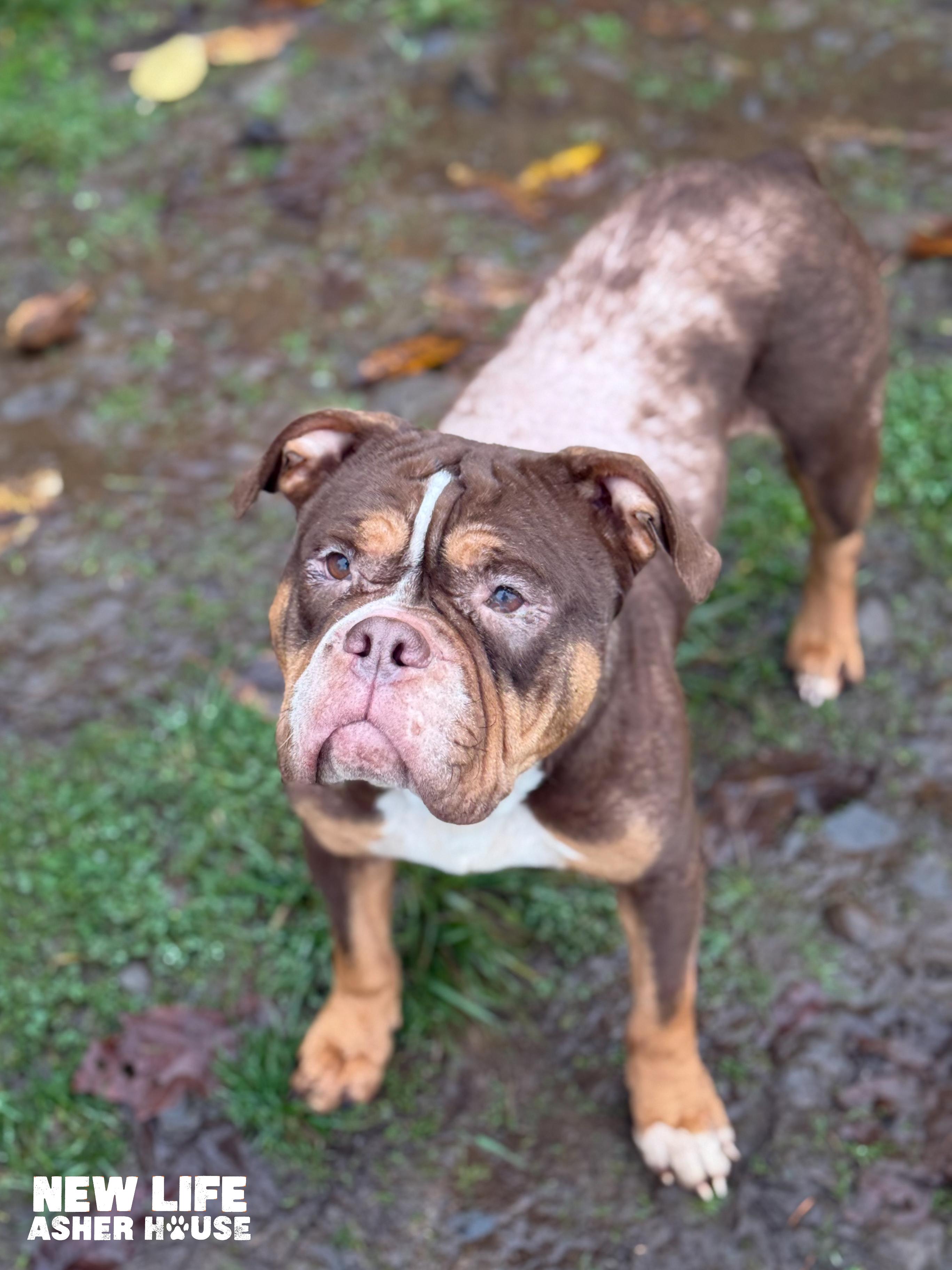 Enlarge Martha, a Adoptable English Bulldog in Portland, OR image 5/5
