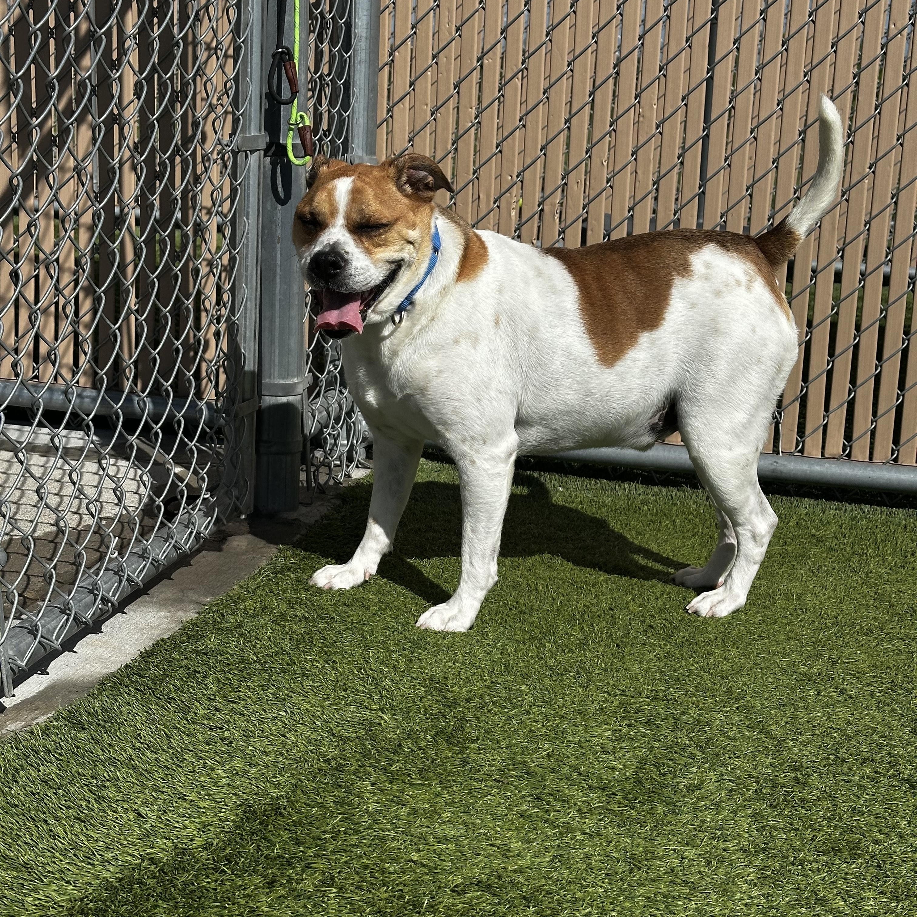 Enlarge Rocket, a ADOPTABLE mixed breed in Liberty, MO image 3/5