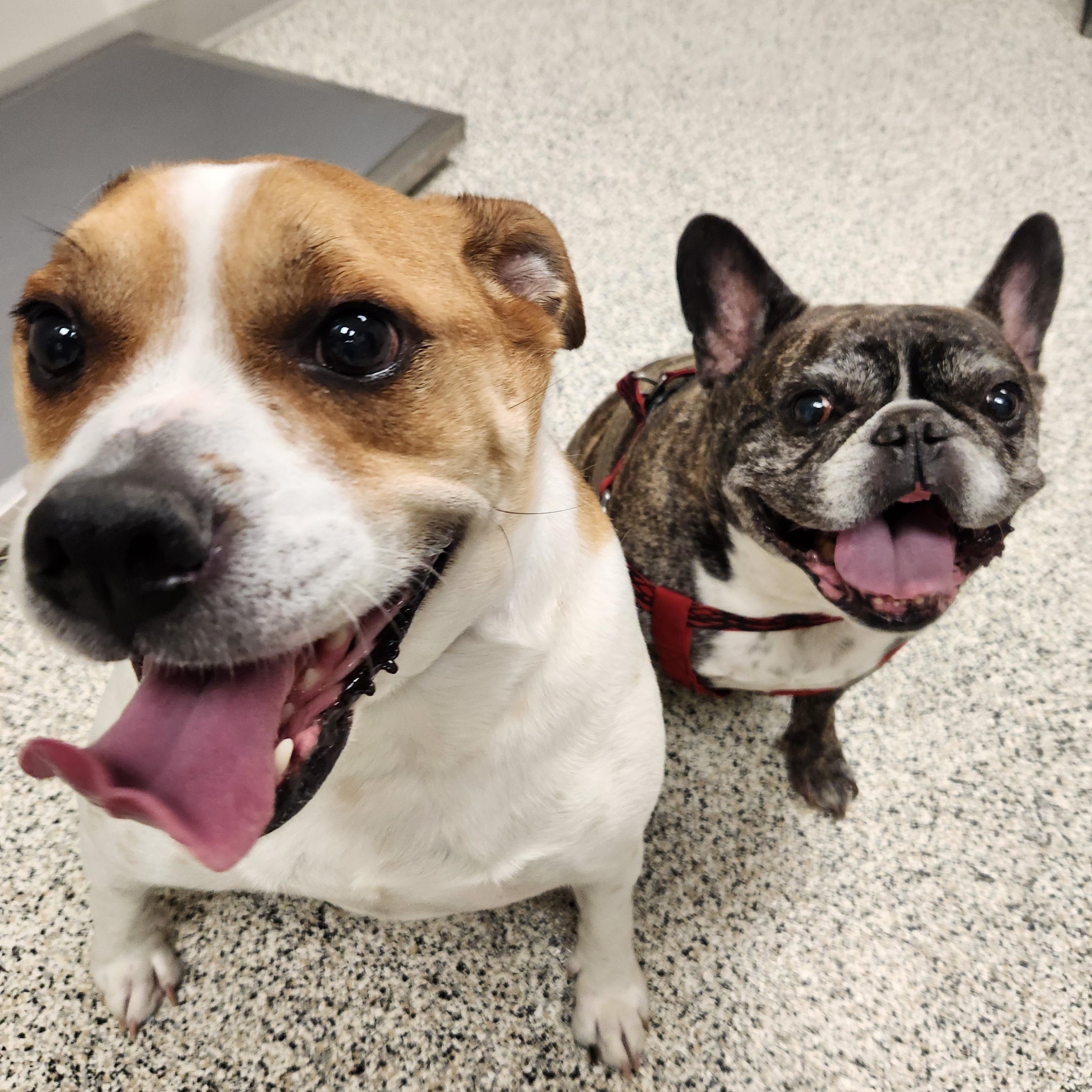 Enlarge Rocket, a ADOPTABLE mixed breed in Liberty, MO image 4/5