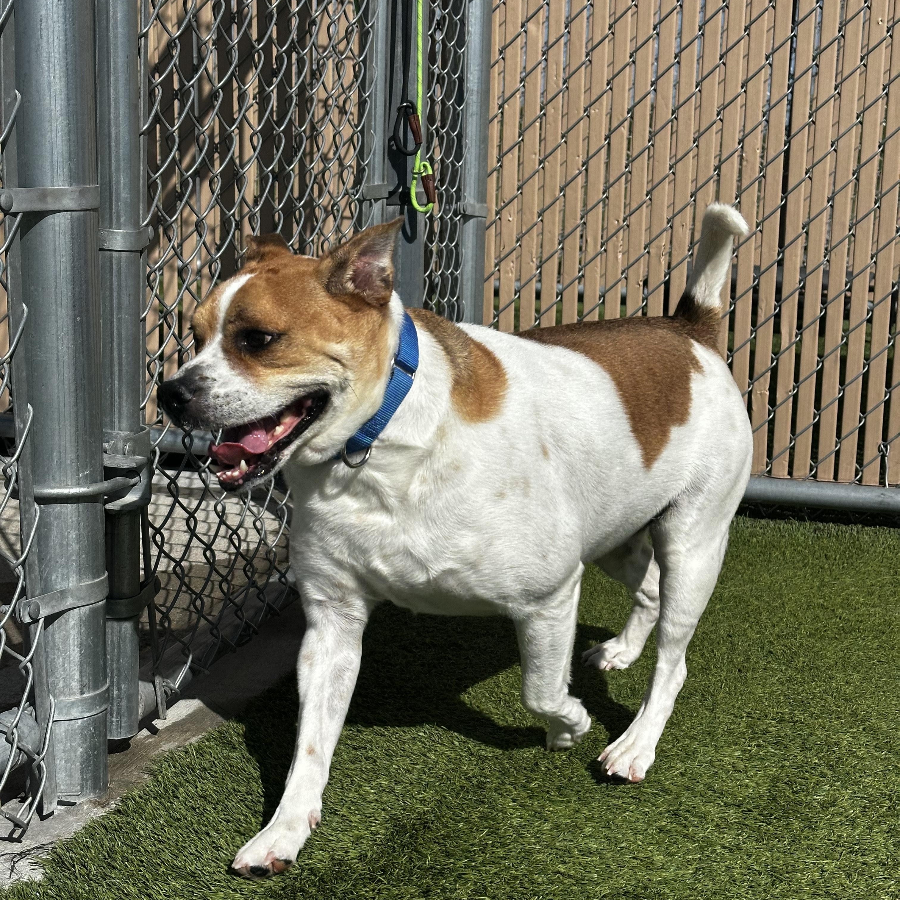 Rocket, ADOPTABLE, Adult Male Jack Russell Terrier.