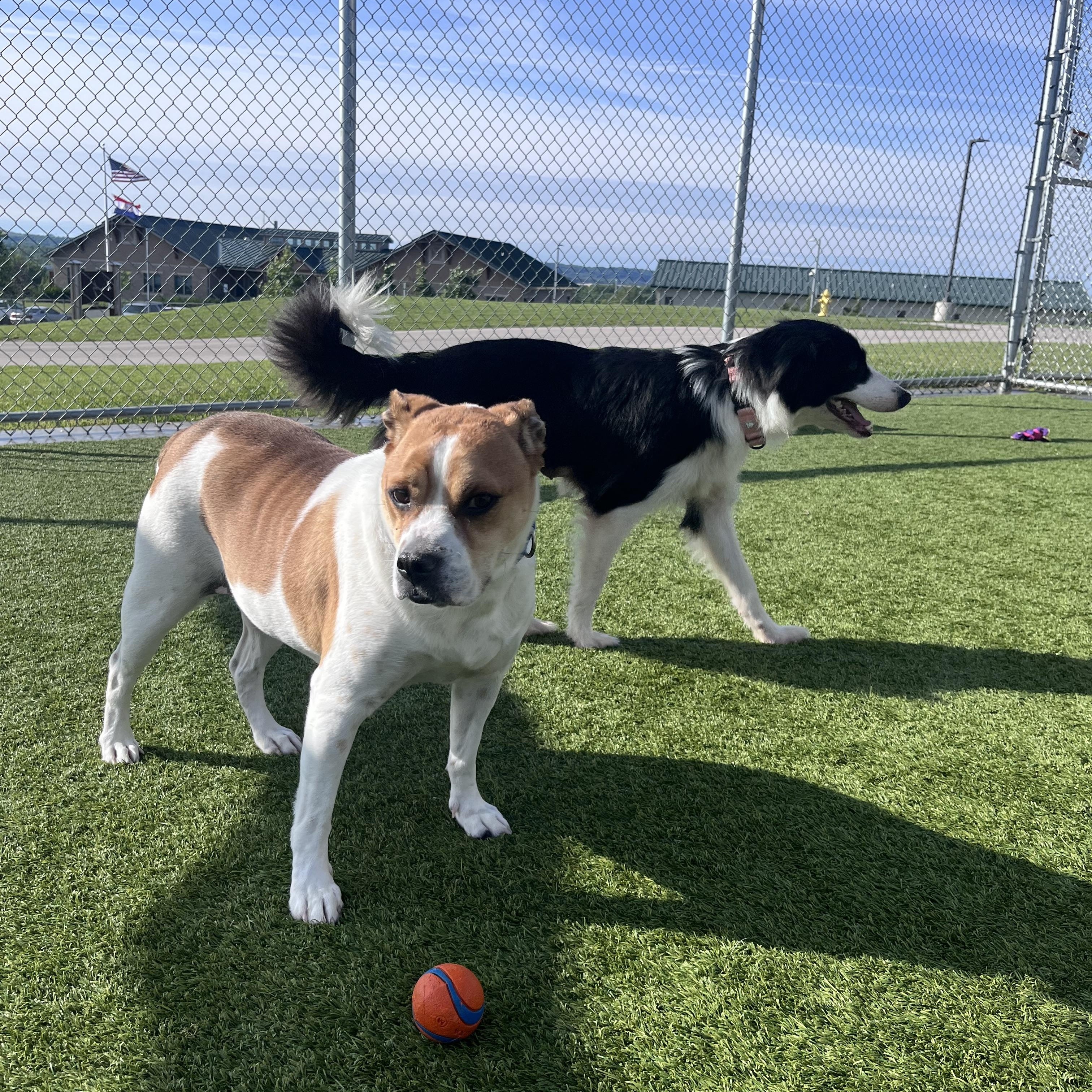 Rocket, a ADOPTABLE mixed breed in Liberty, MO image 5/5