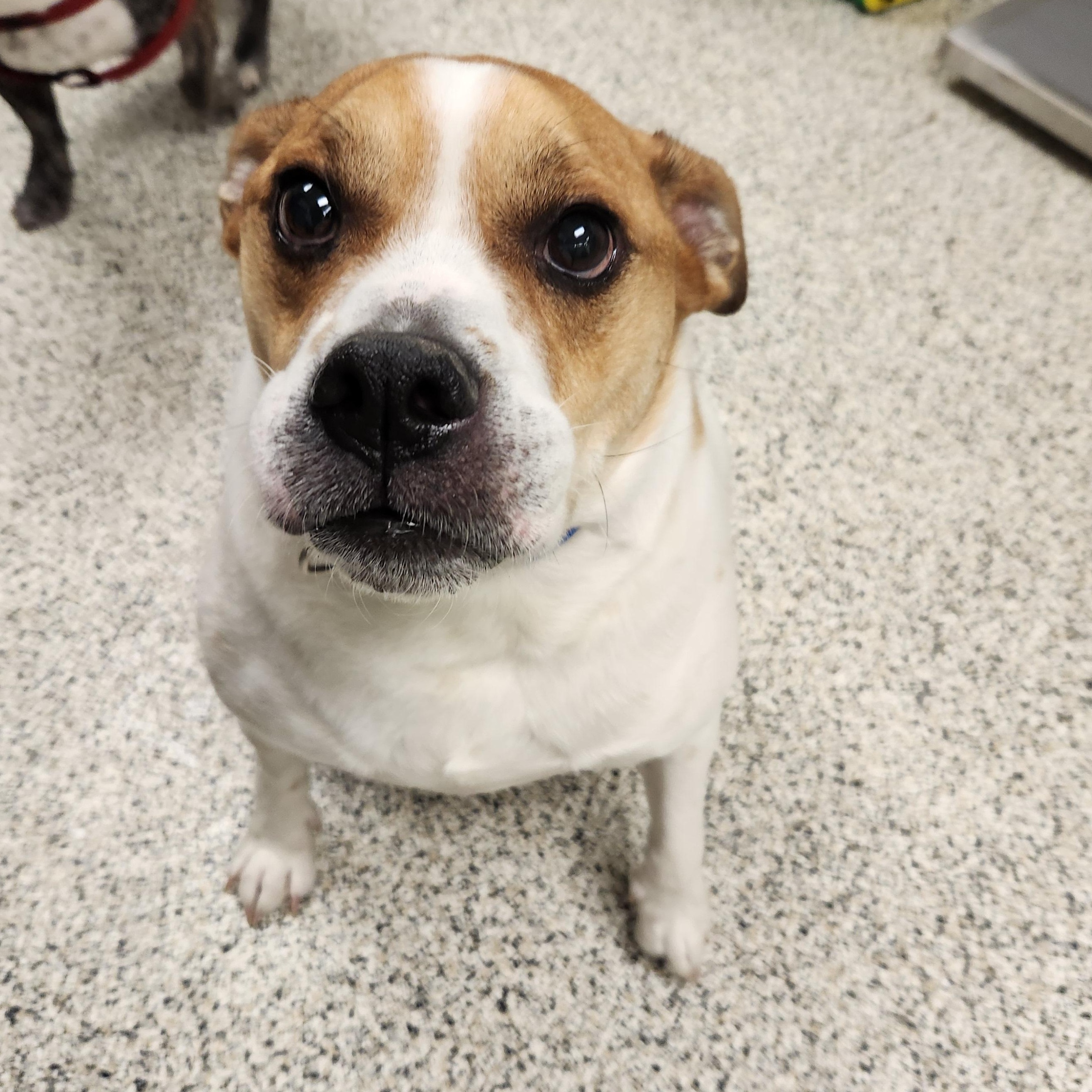 Enlarge Rocket, a ADOPTABLE mixed breed in Liberty, MO image 5/5