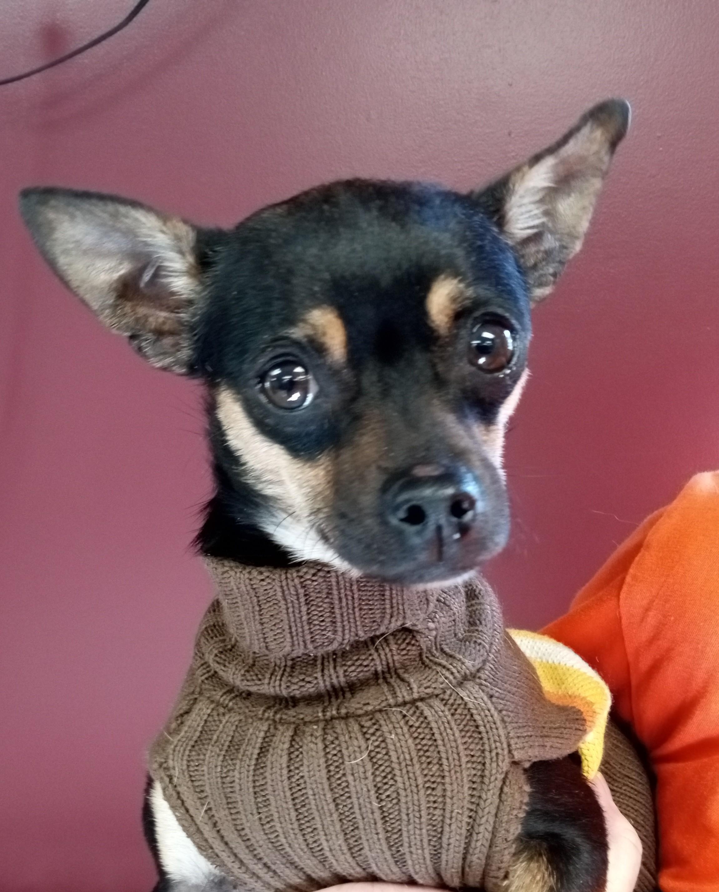 Enlarge Macho, a ADOPTABLE Chihuahua in Maynardville, TN image 1/1