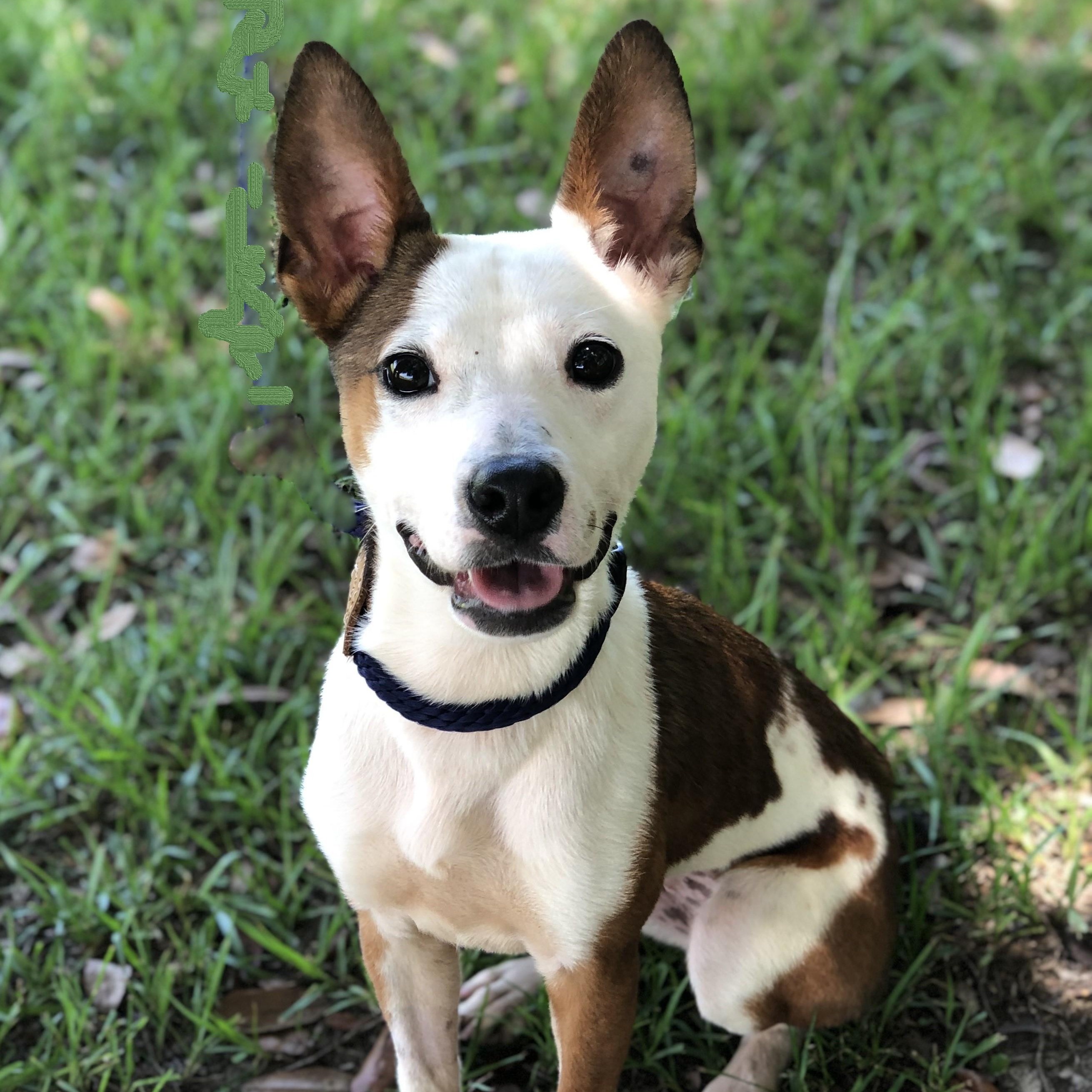 Enlarge Faith, a ADOPTABLE Terrier in Magnolia Springs, AL image 1/6