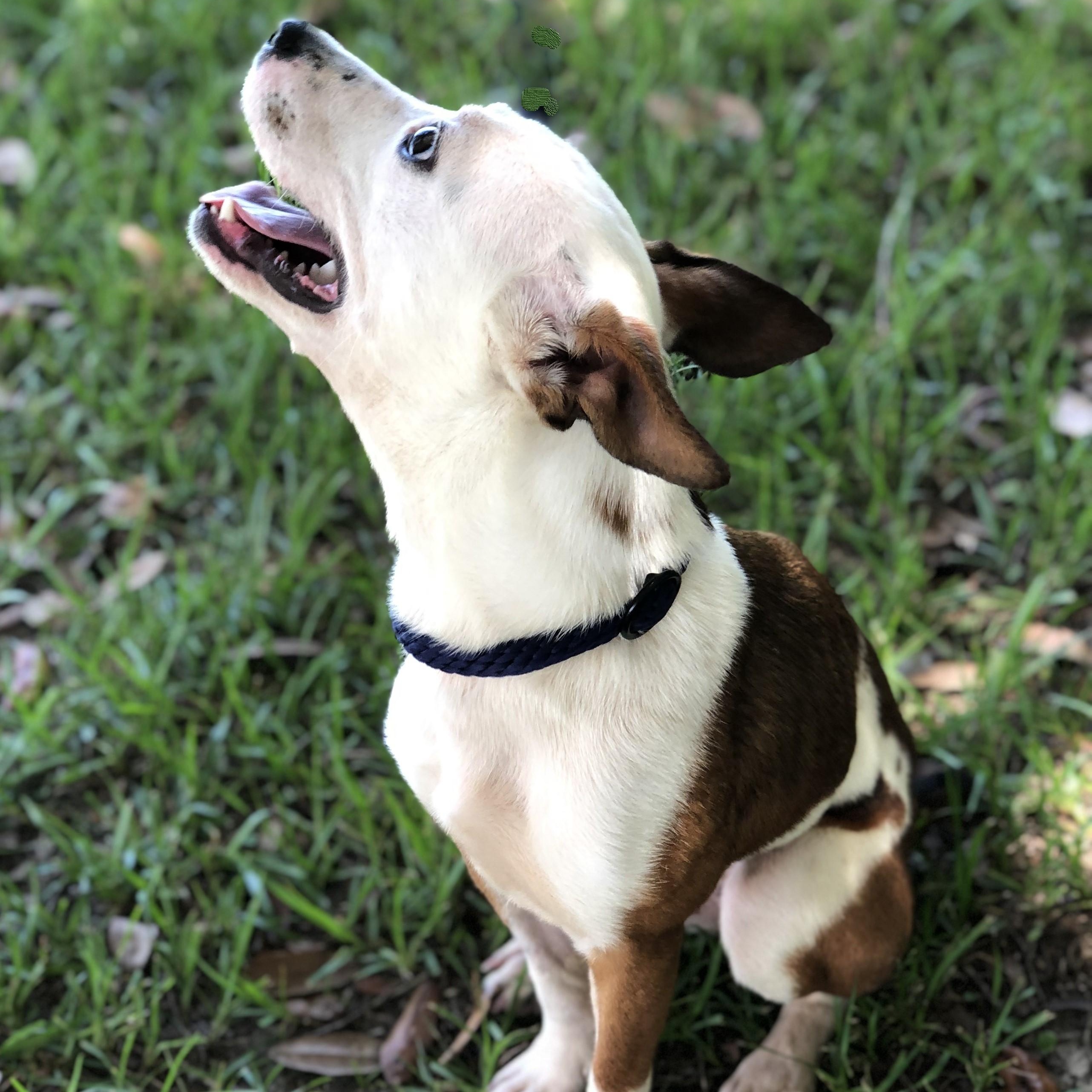 Enlarge Faith, a ADOPTABLE Terrier in Magnolia Springs, AL image 2/6
