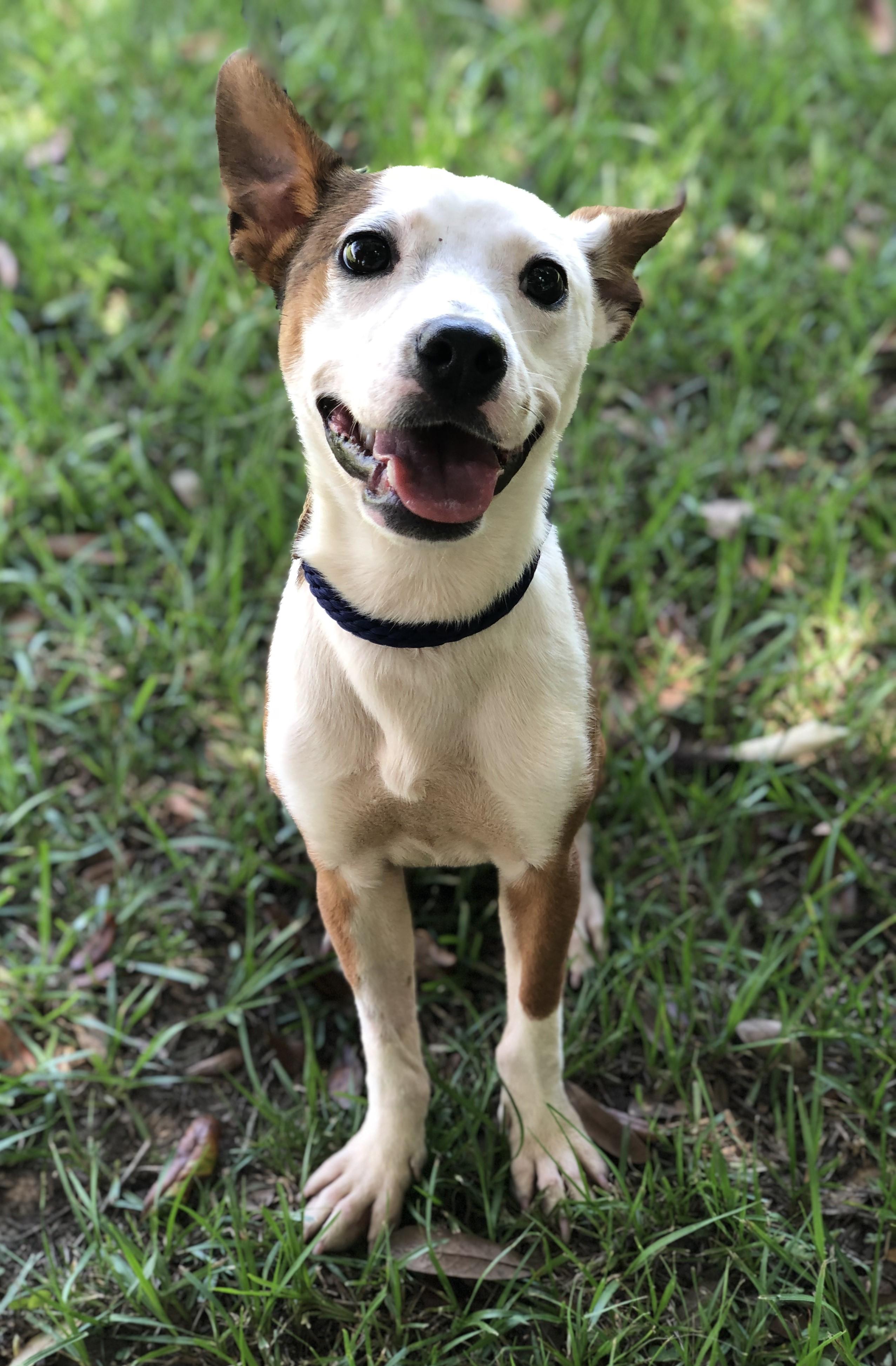Enlarge Faith, a ADOPTABLE Terrier in Magnolia Springs, AL image 3/6