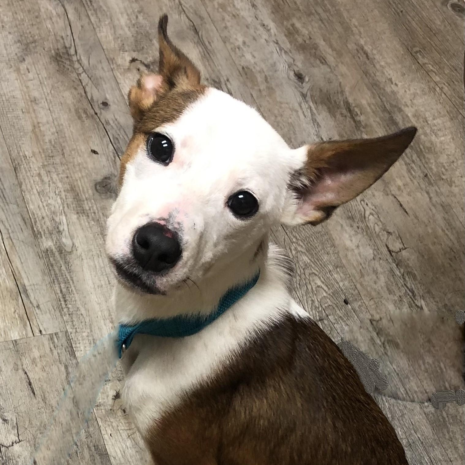 Enlarge Faith, a ADOPTABLE Terrier in Magnolia Springs, AL image 6/6