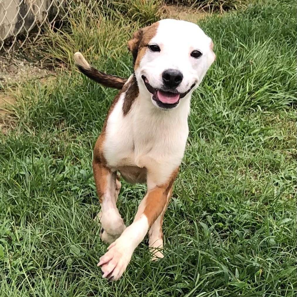 Enlarge Faith, a ADOPTABLE Terrier in Magnolia Springs, AL image 4/6