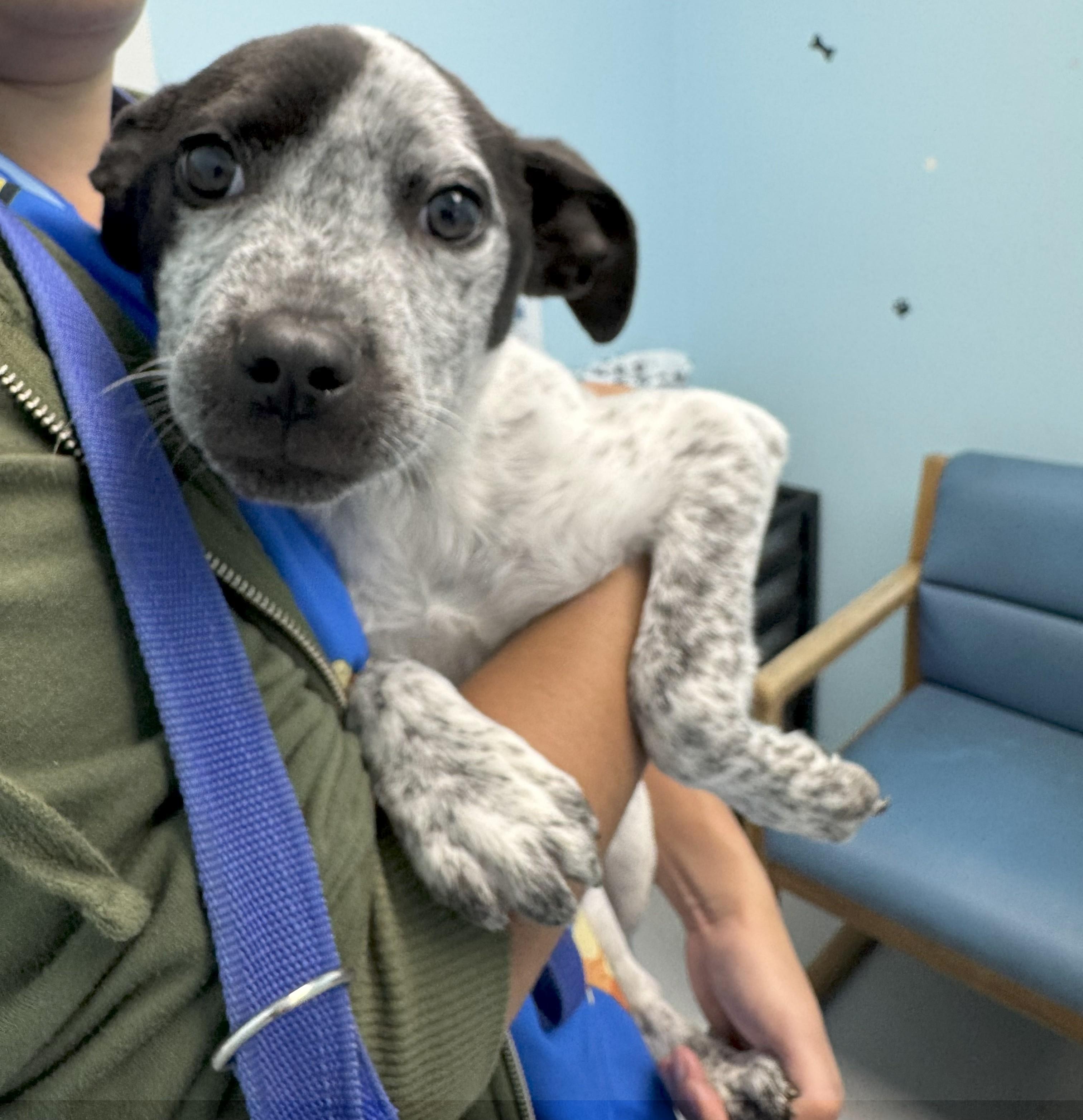 Shiloh, a Adoptable mixed breed in Okmulgee, OK image 6/6