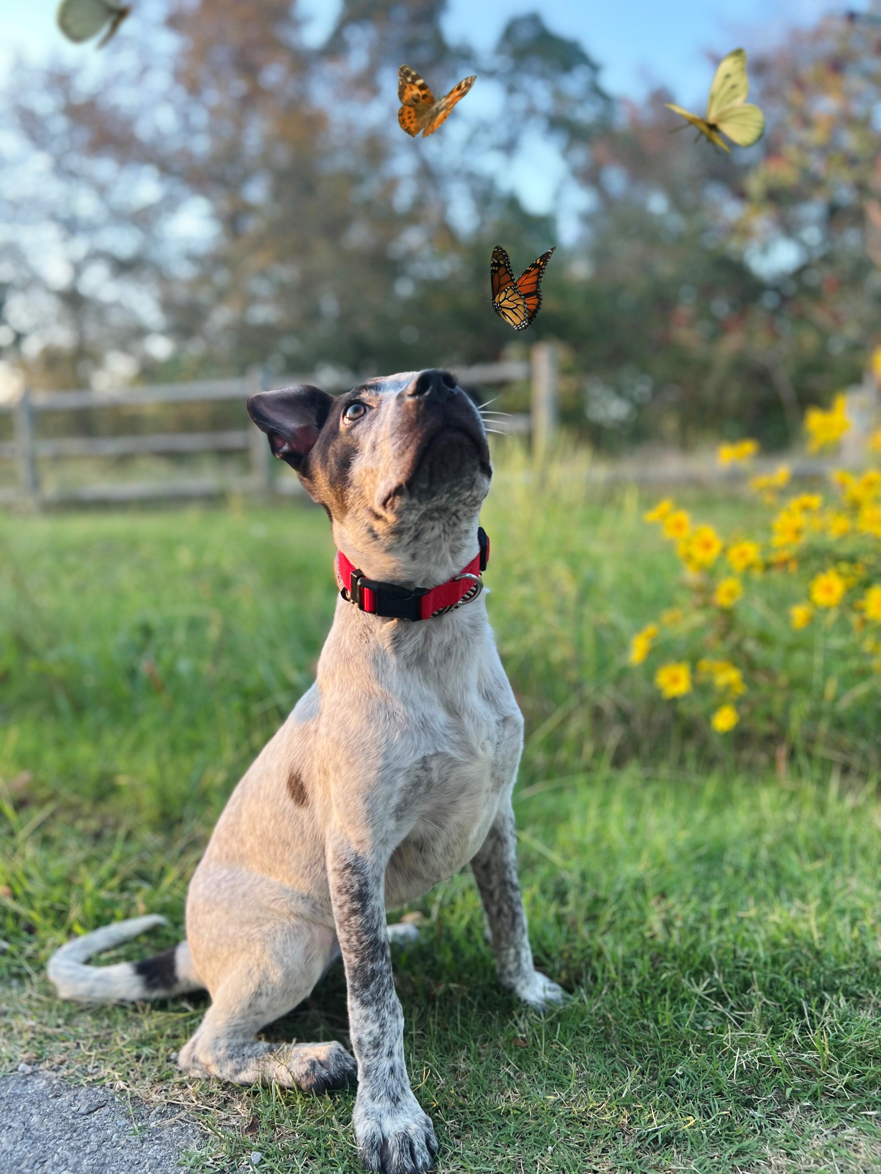 Shiloh, a Adoptable mixed breed in Okmulgee, OK image 3/6