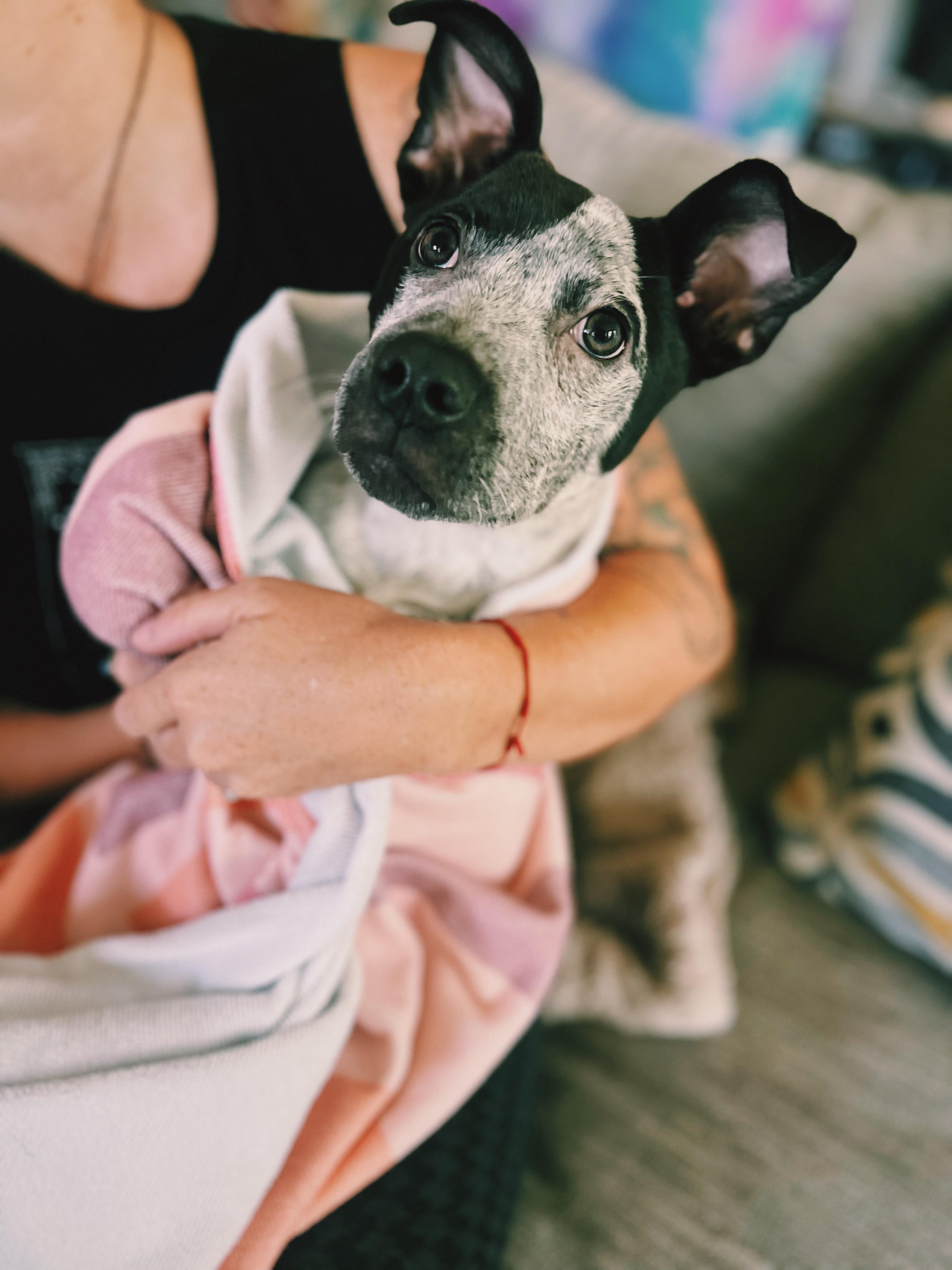 Shiloh, a Adoptable mixed breed in Okmulgee, OK image 4/6