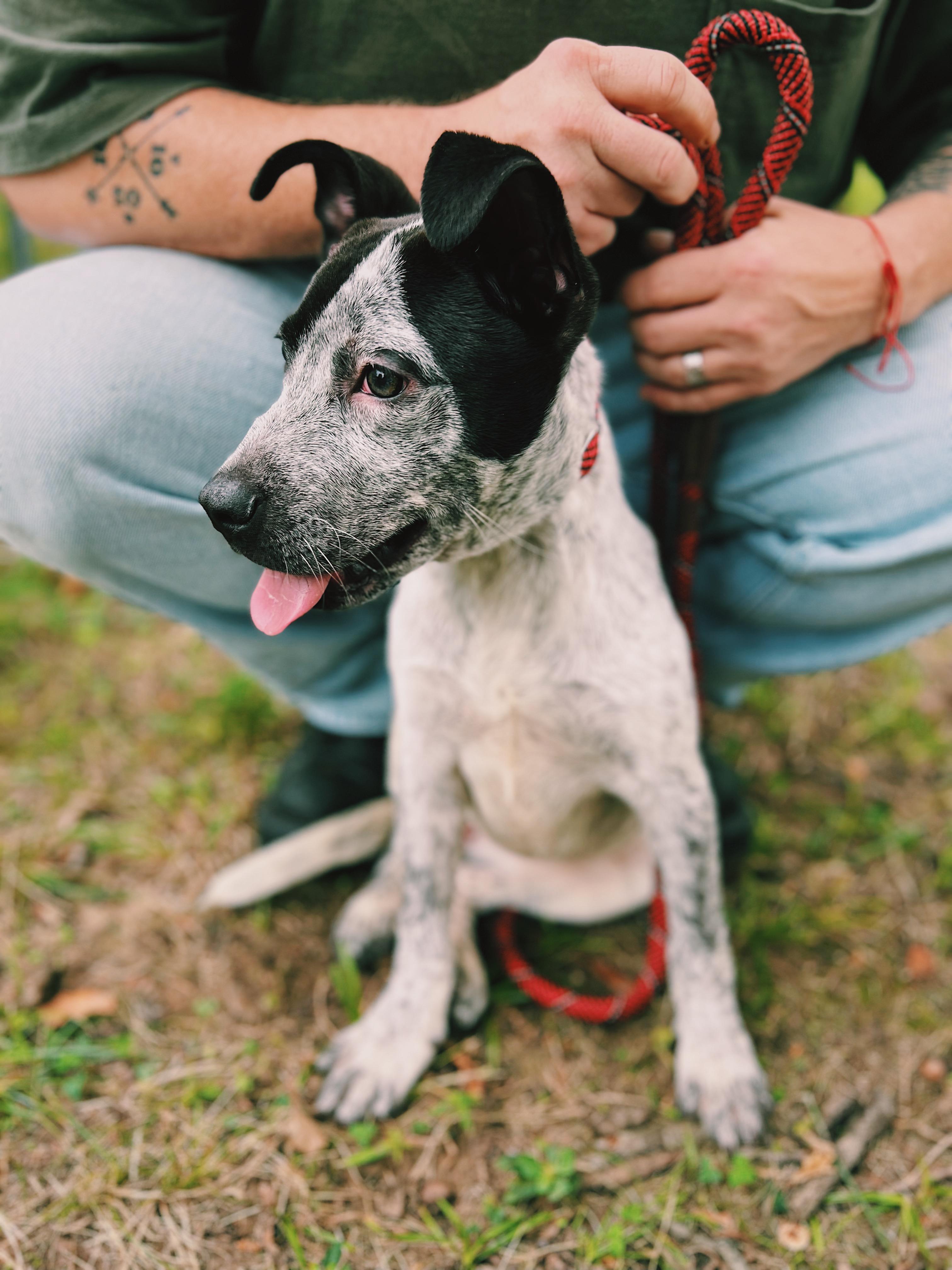 Shiloh, a Adoptable mixed breed in Okmulgee, OK image 2/6