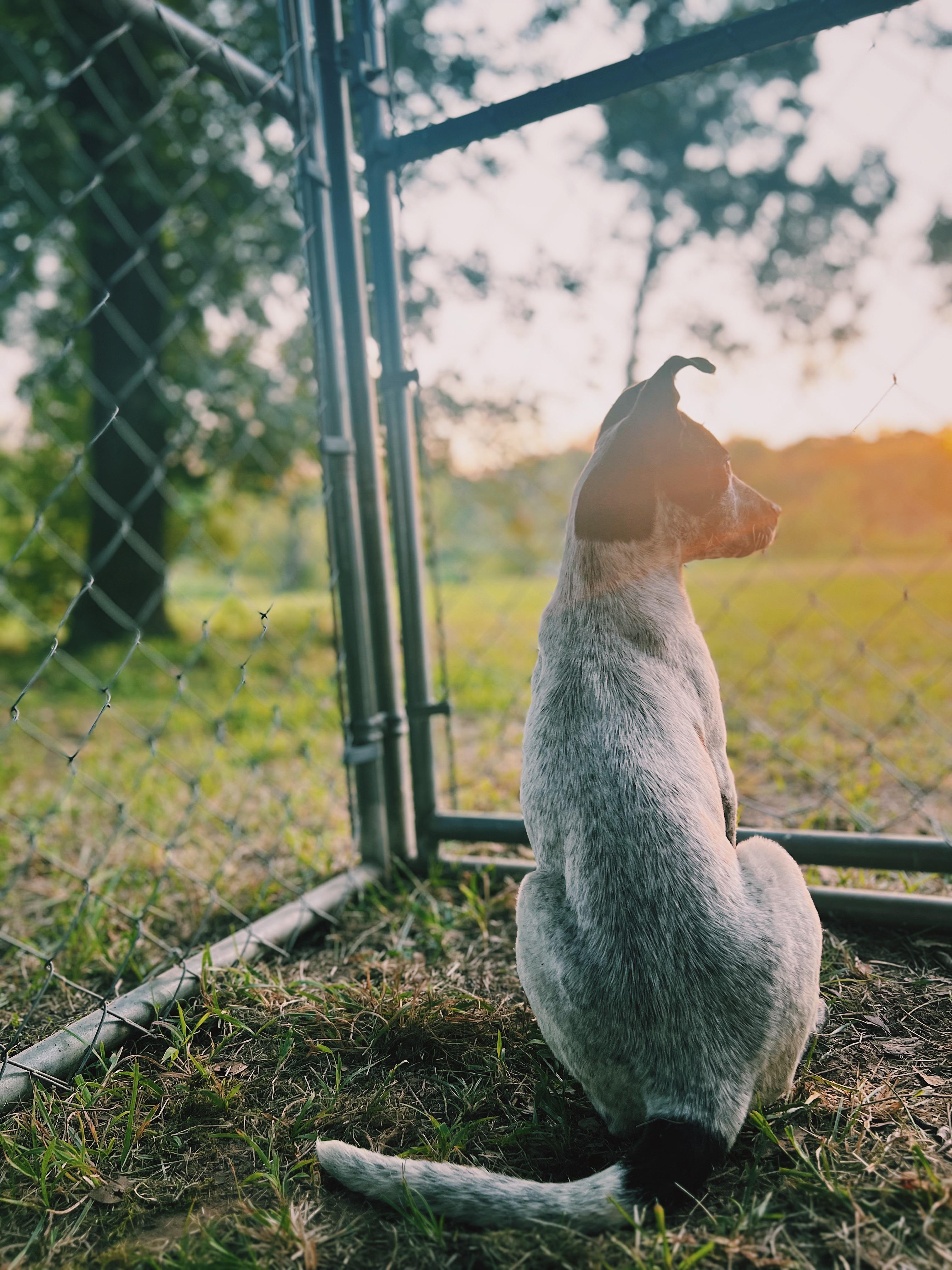Shiloh, a Adoptable mixed breed in Okmulgee, OK image 5/6