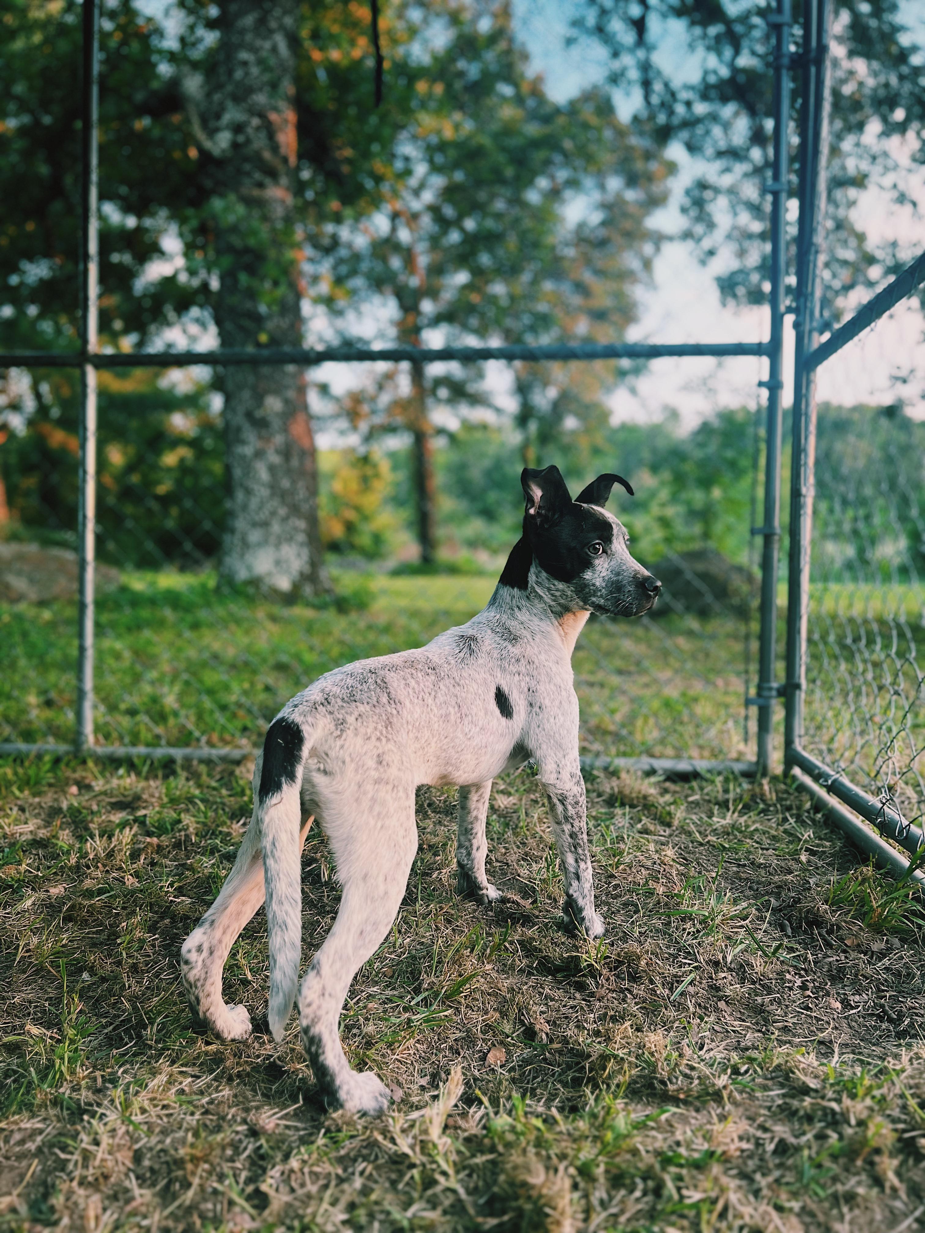 Shiloh, Adoptable, Young Female Catahoula Leopard Dog & Jack Russell Terrier.
