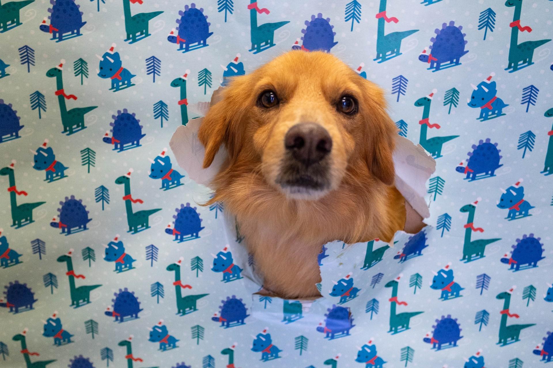 Enlarge Gordon, an adoptable mixed breed in Allen, TX image 1/3