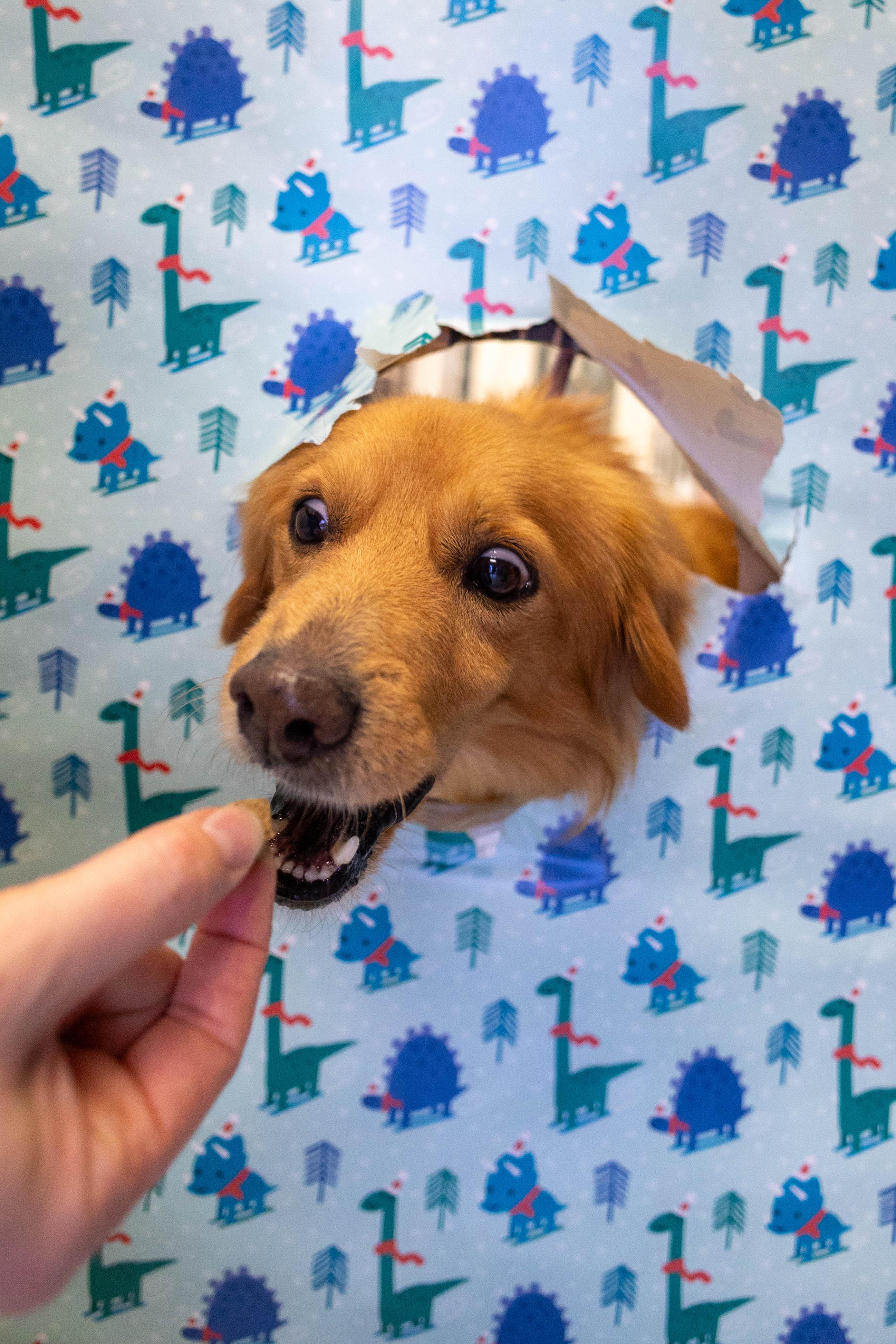 Enlarge Gordon, an adoptable mixed breed in Allen, TX image 3/3