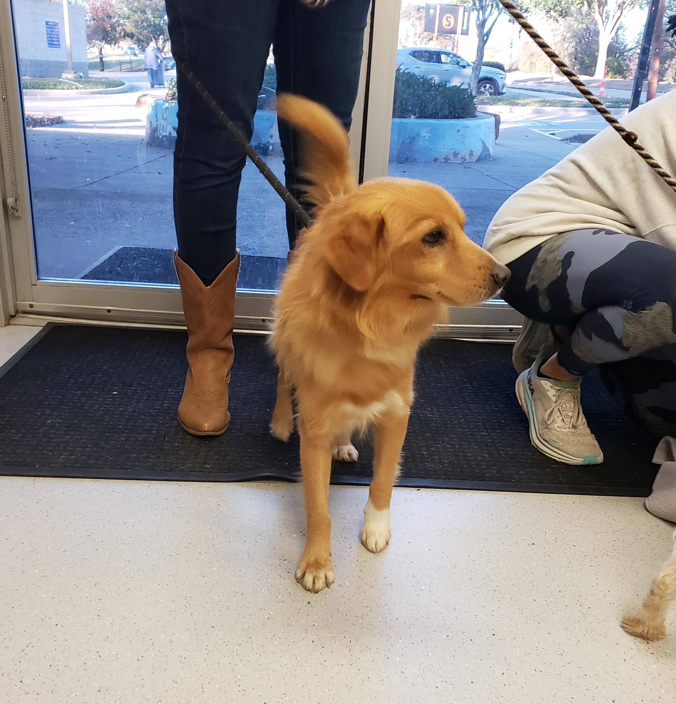 Enlarge Gordon, a ADOPTABLE mixed breed in Allen, TX image 1/1