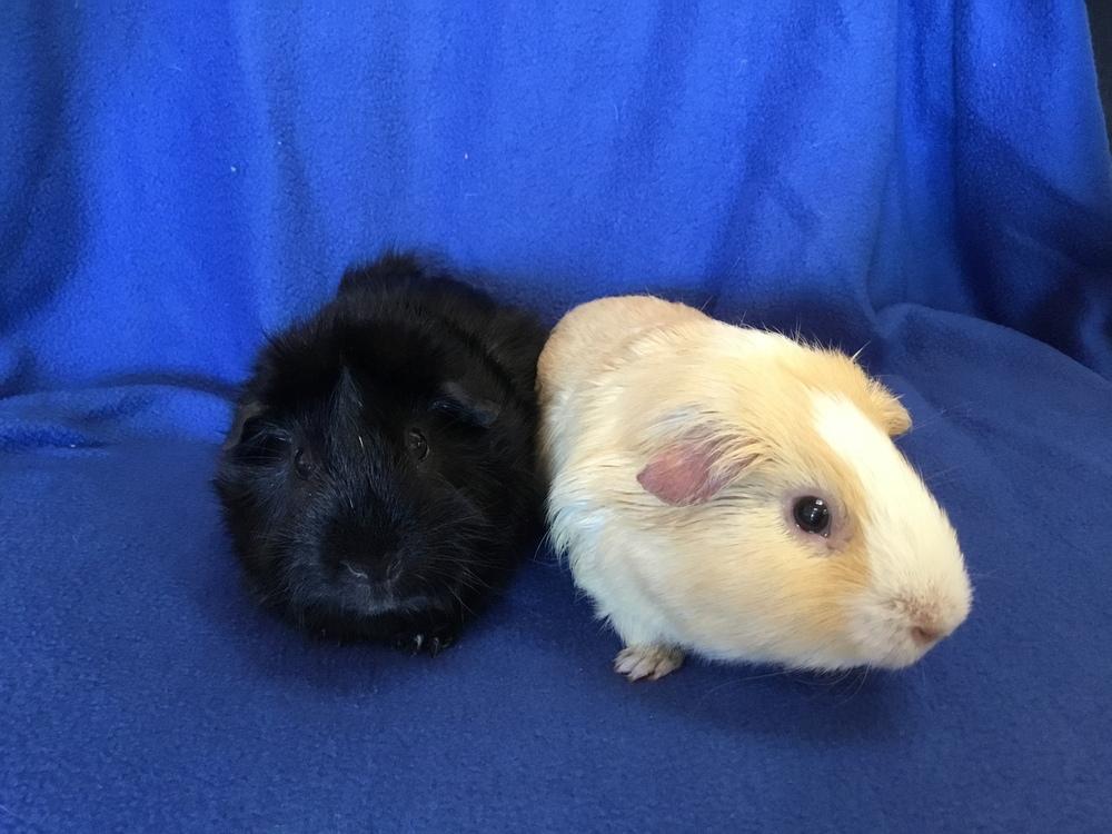 Winnie the P ( Bonded to Virga), Adoptable, Senior Male Guinea Pig.