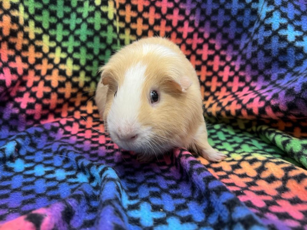 Winnie the P ( Bonded to Virga), a Adoptable Guinea Pig in San Diego, CA image 2/3
