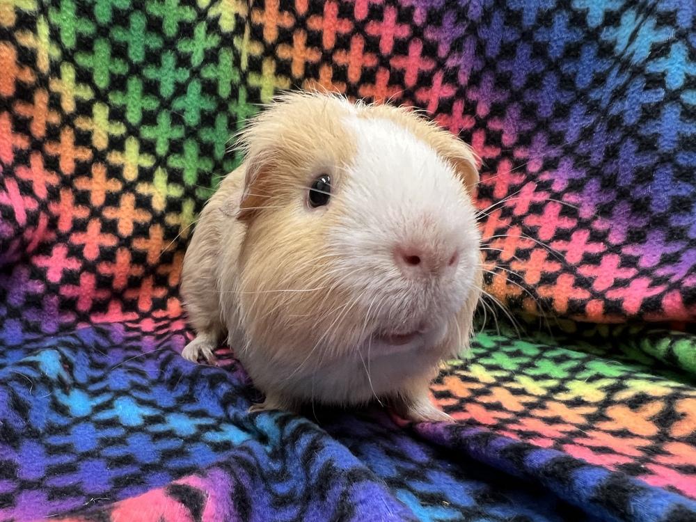 Winnie the P ( Bonded to Virga), a Adoptable Guinea Pig in San Diego, CA image 3/3
