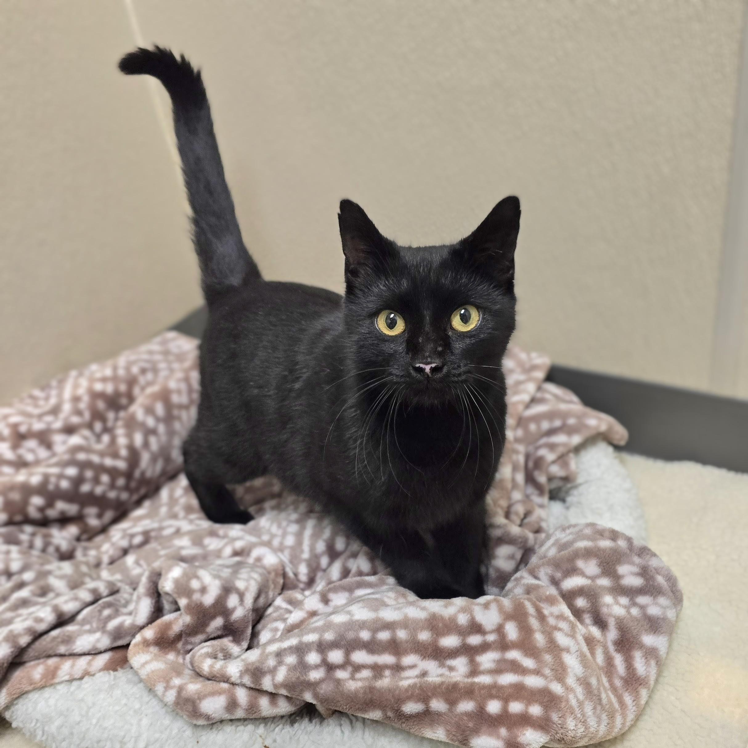Gigi, adopted, Adult Female Domestic Short Hair.