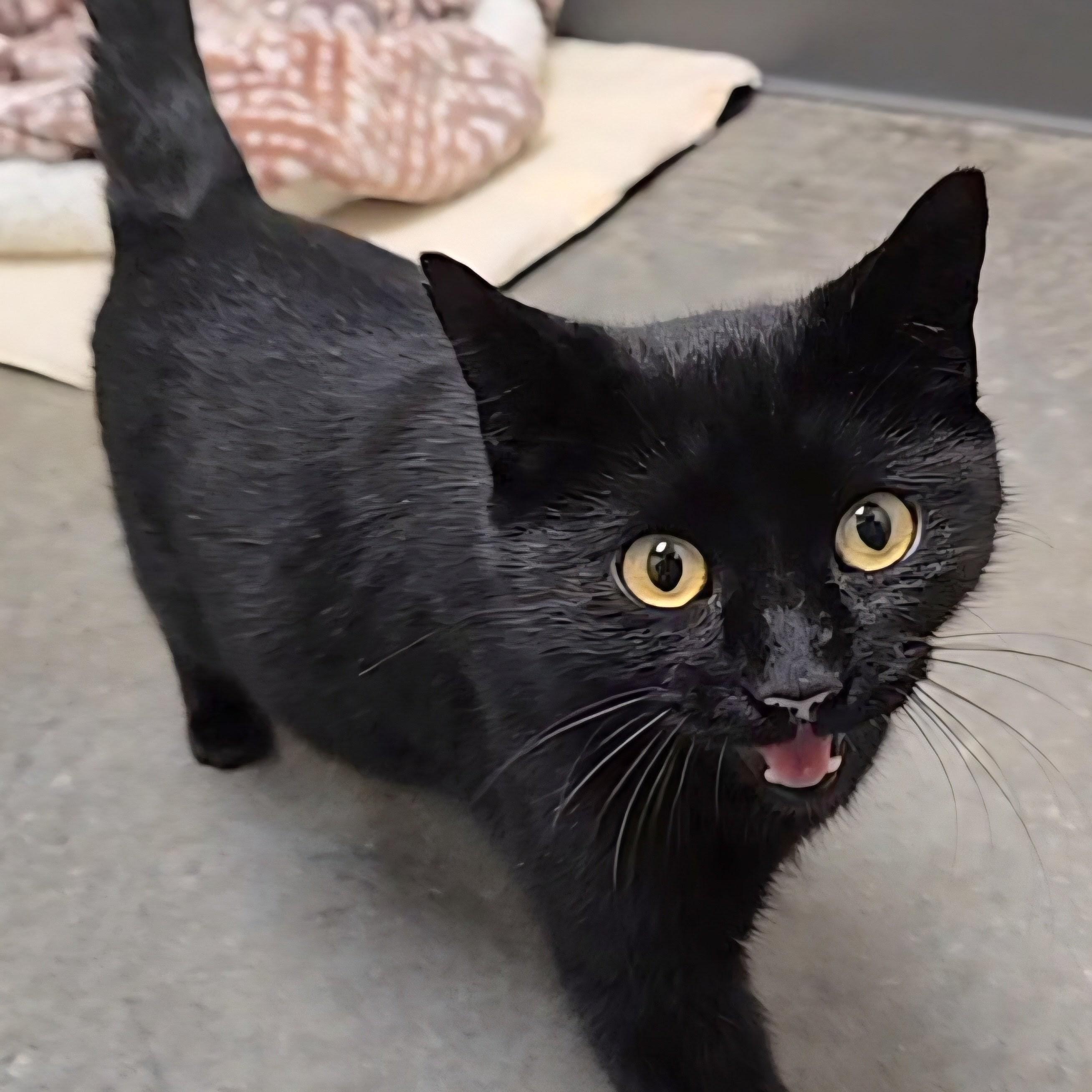 Gigi, ADOPTABLE, Adult Female Domestic Short Hair.