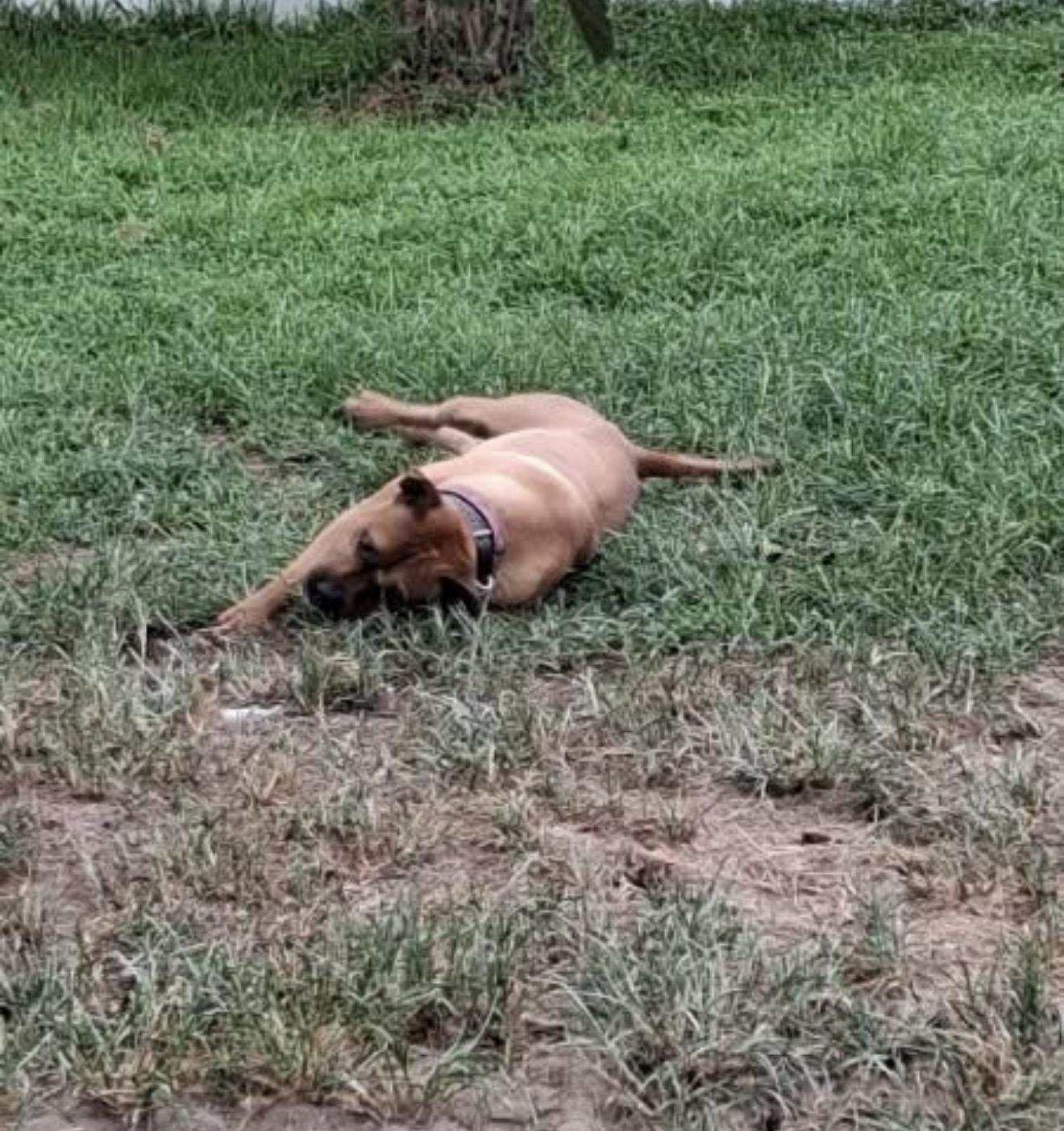 Enlarge Nora, an adopted Mixed Breed in Conway, SC image 4/4