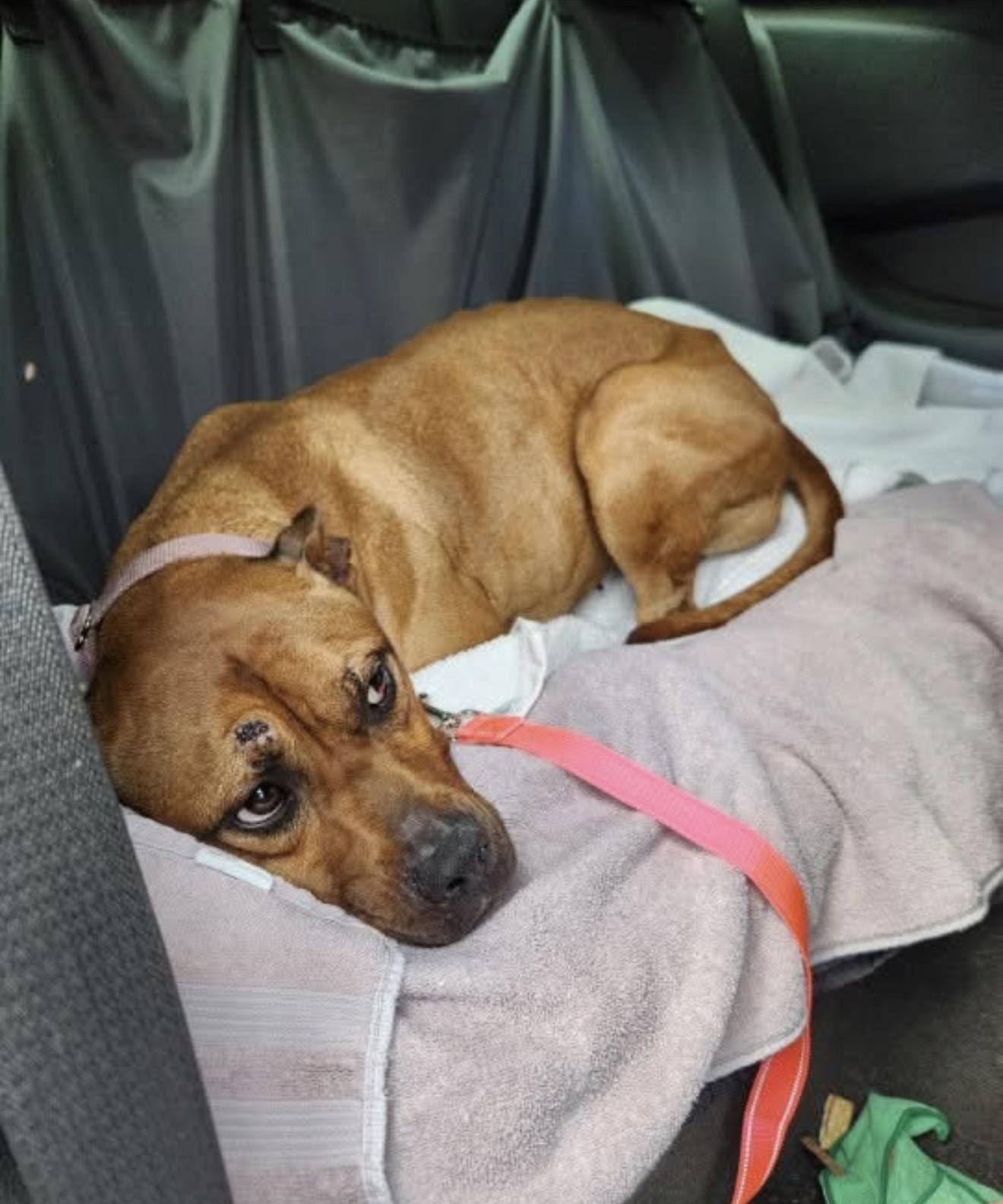 Enlarge Nora, an adopted Mixed Breed in Conway, SC image 2/4