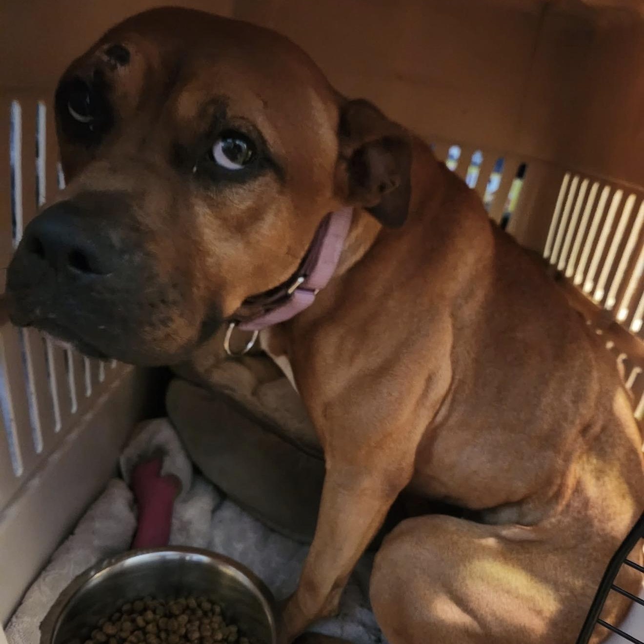Nora, adopted, Adult Female Mixed Breed.