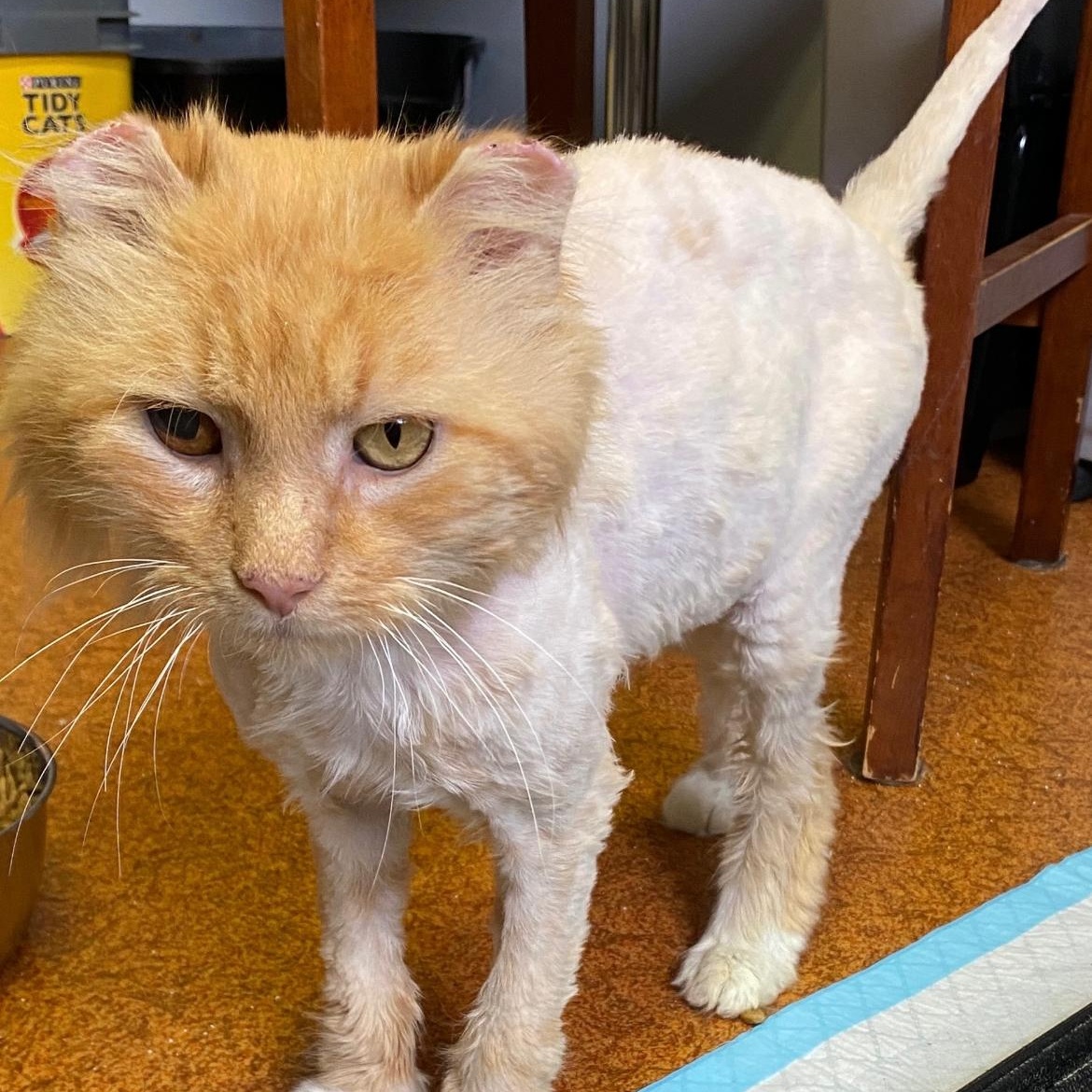 Enlarge Valor, a ADOPTABLE Domestic Long Hair in Brockport, NY image 2/3
