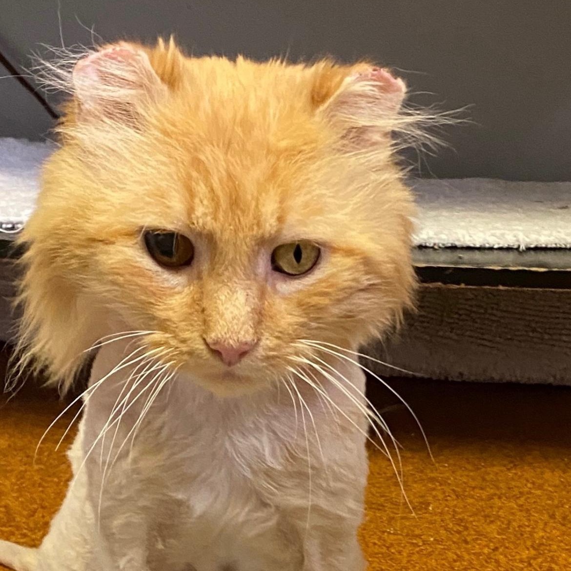 Valor, ADOPTABLE, Adult Male Domestic Long Hair.