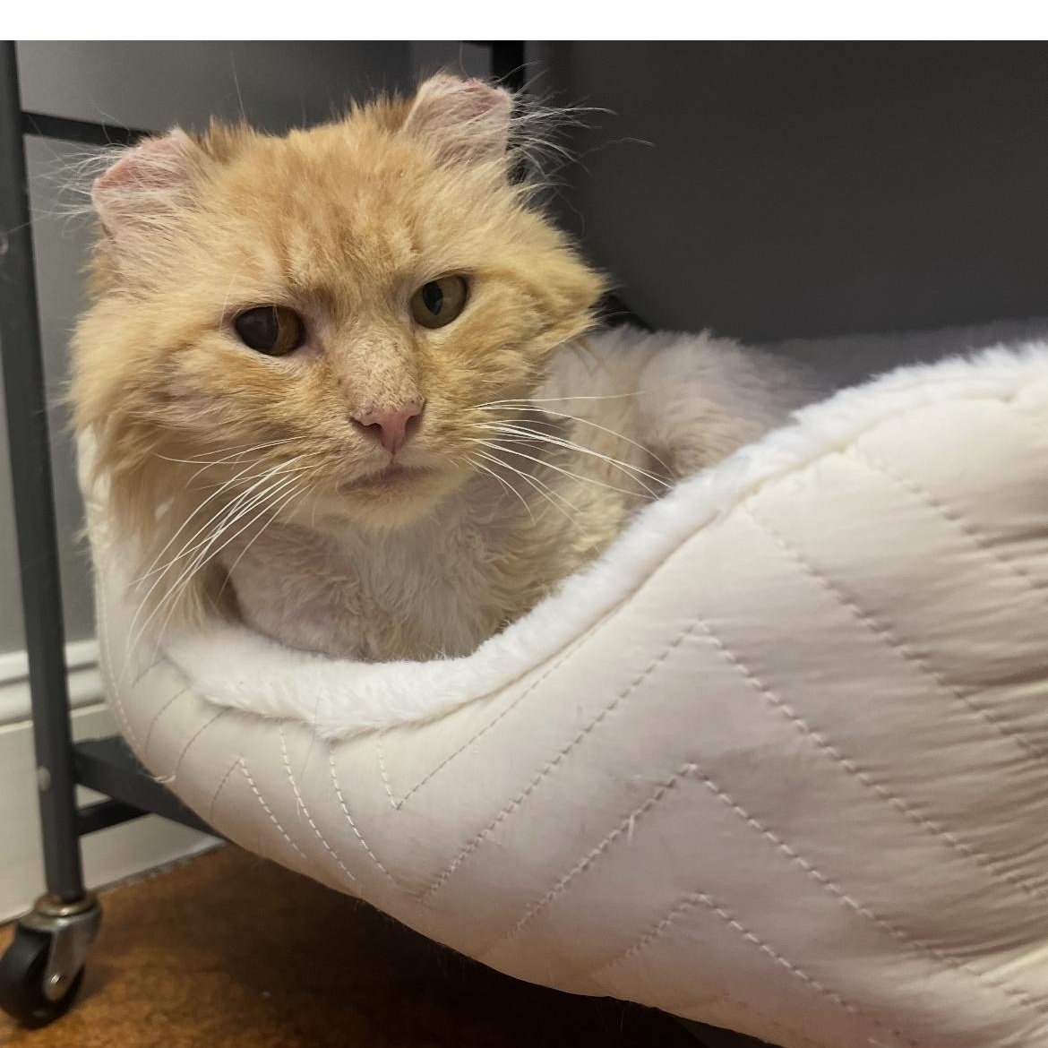 Enlarge Valor, a ADOPTABLE Domestic Long Hair in Brockport, NY image 3/3